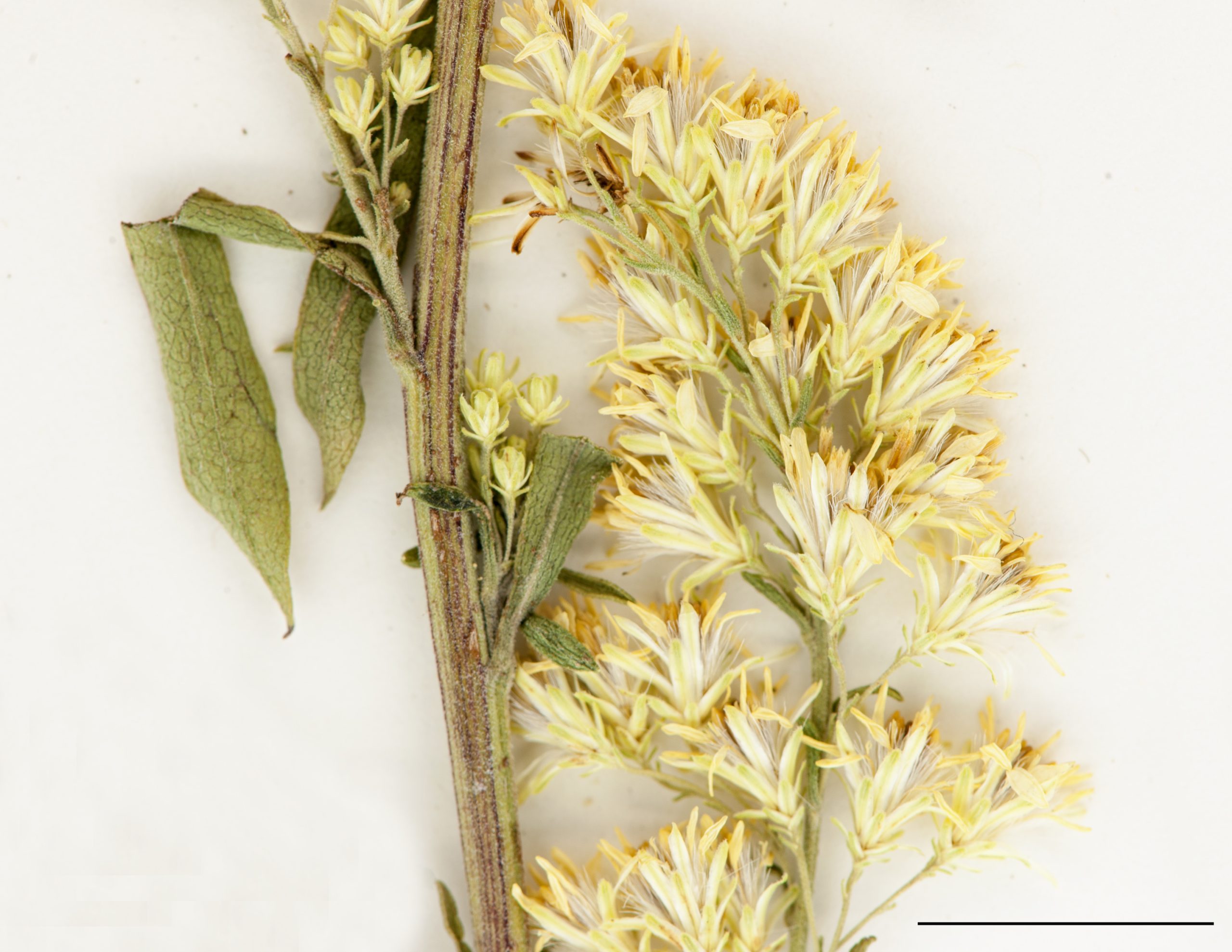 Fleurs jaunes réunies en petits capitules, inflorescence en panicule