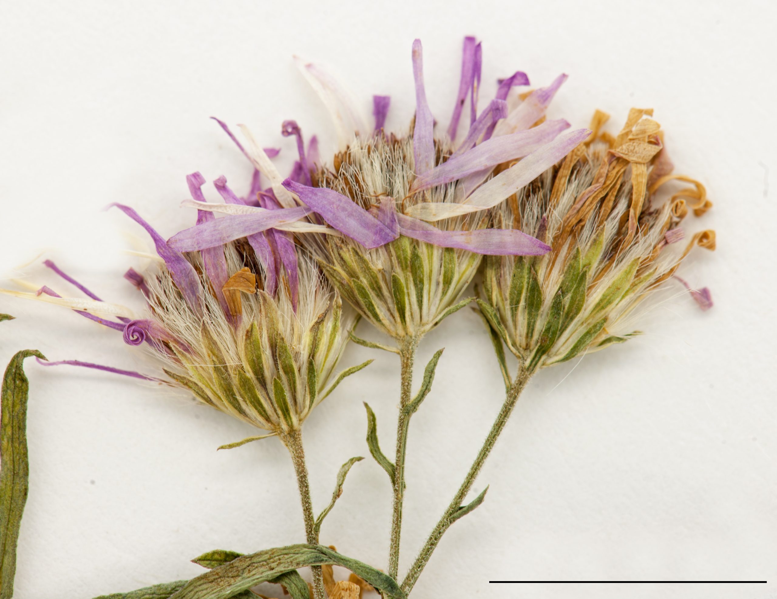 Capitules composés de fleurs blanchâtres tubulées au centre et de rayons blancs ou pourpres sur le pourtour