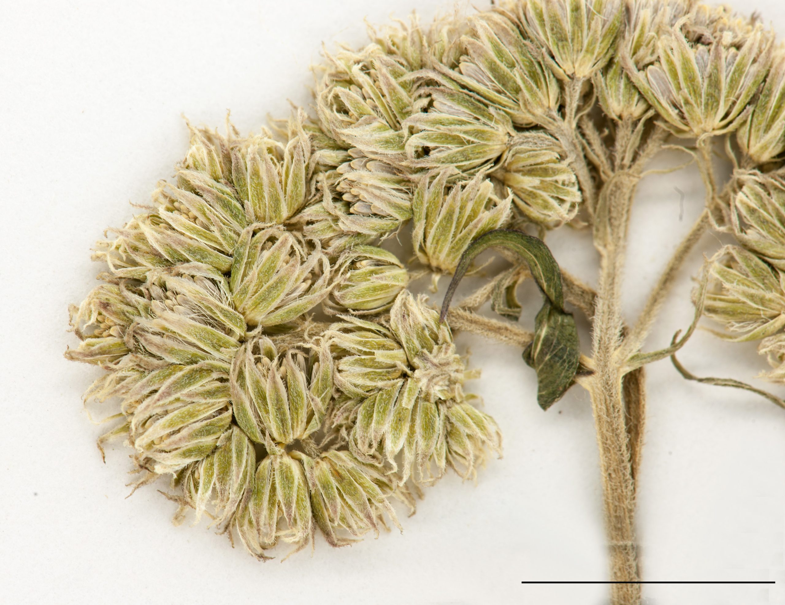 Capitule d'inflorescences composés, blanc grisâtre