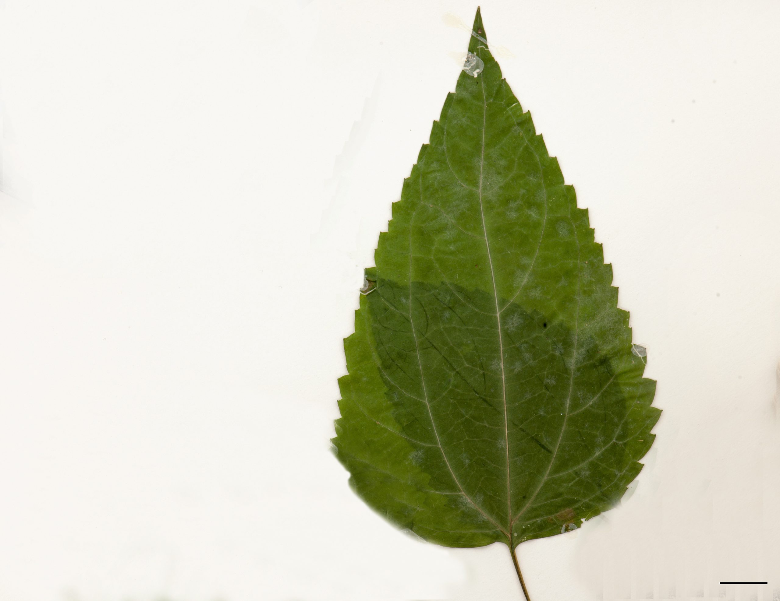 Feuilles opposées, à grosses dents, de forme ovée et accuminée