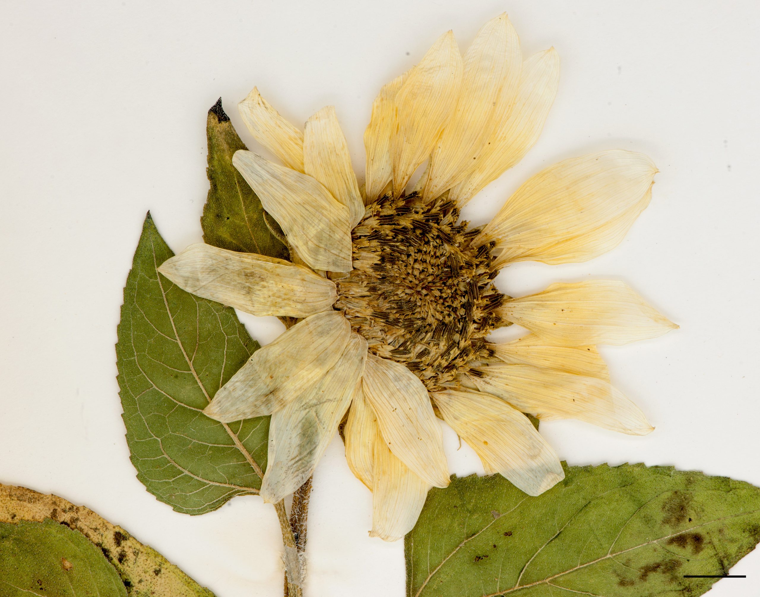 Grande fleur composée de fleurons tubulés brunâtres et de fleurons ligulés jaune