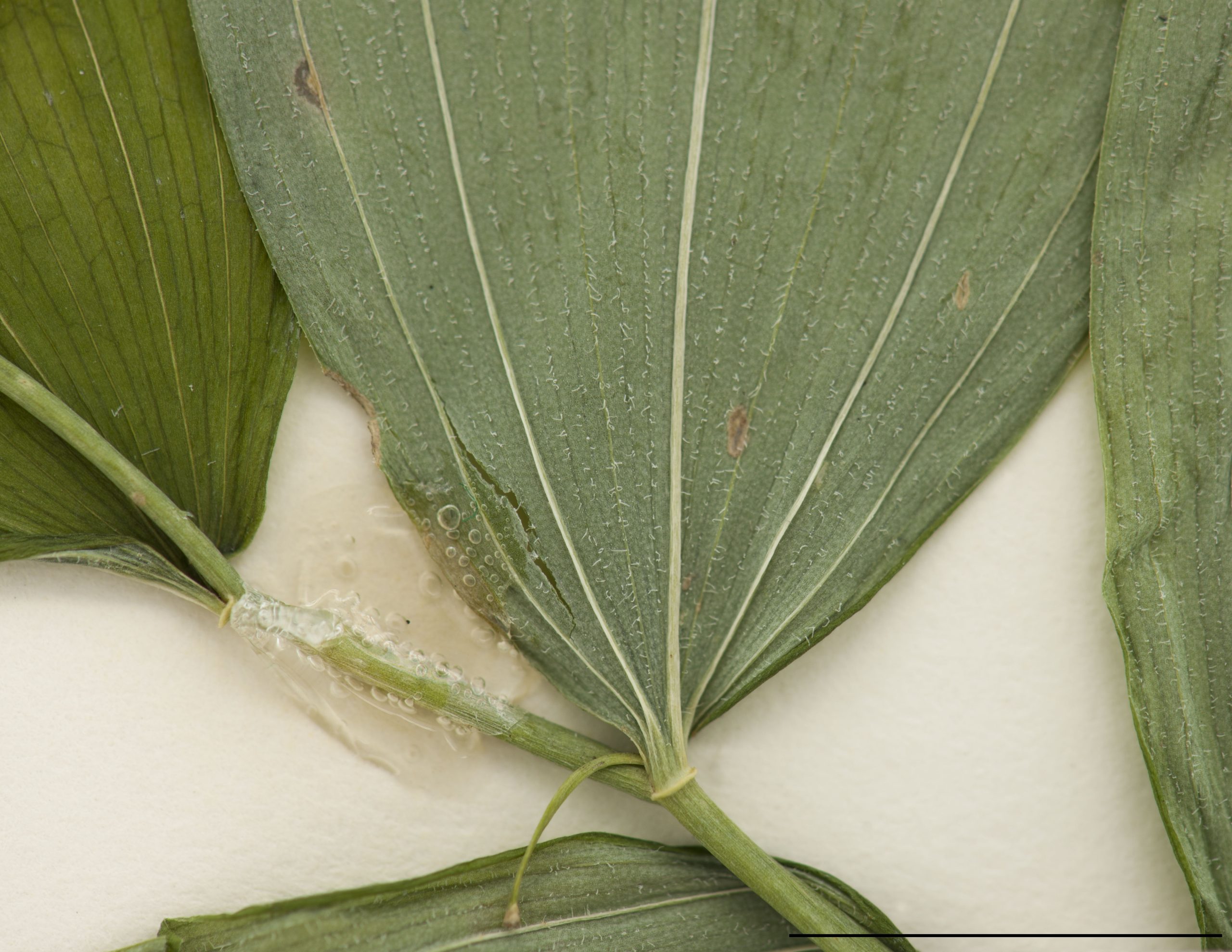 Feuilles glauques, entières, munies de poils courts sur la face inférieure