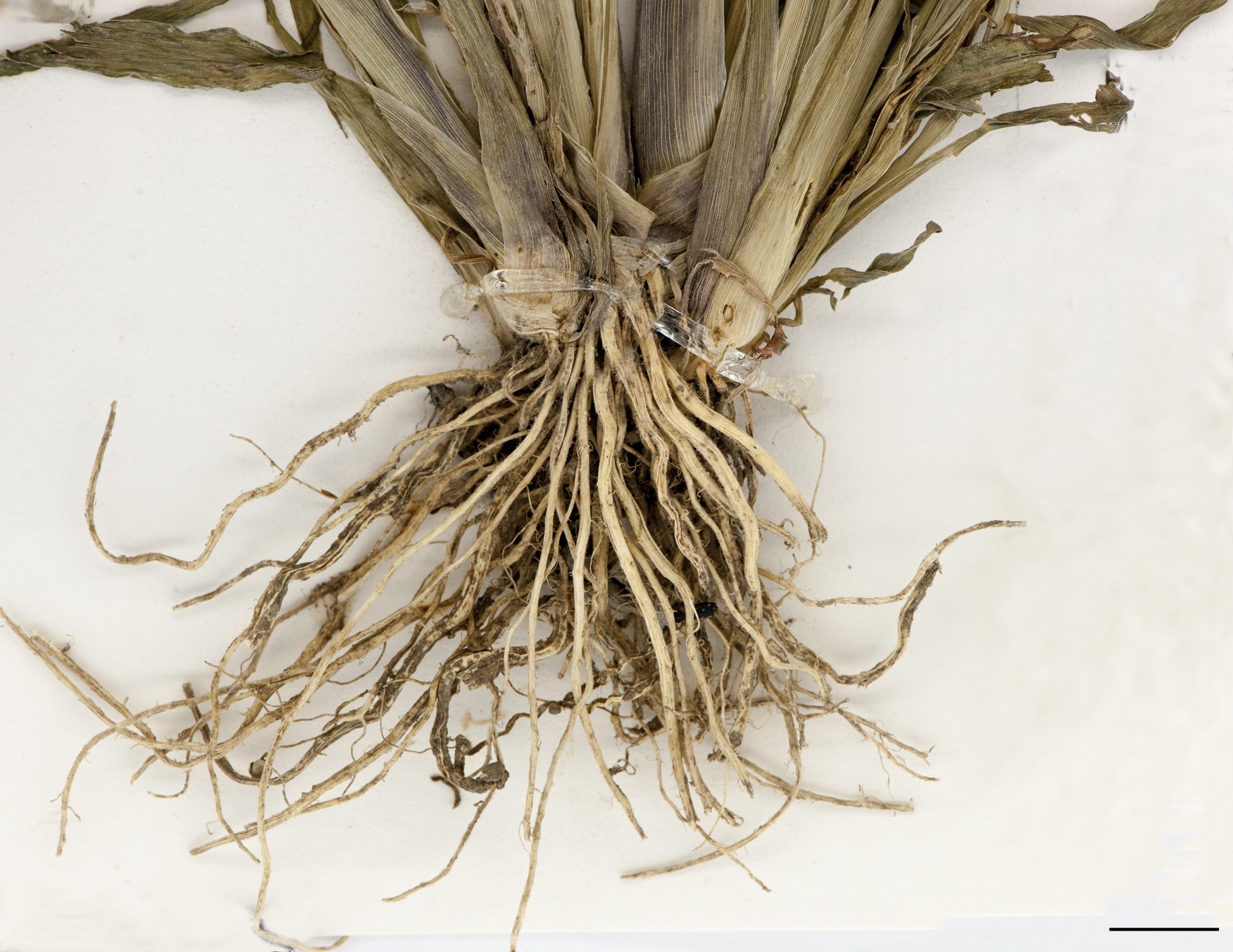 Racines fasciculées