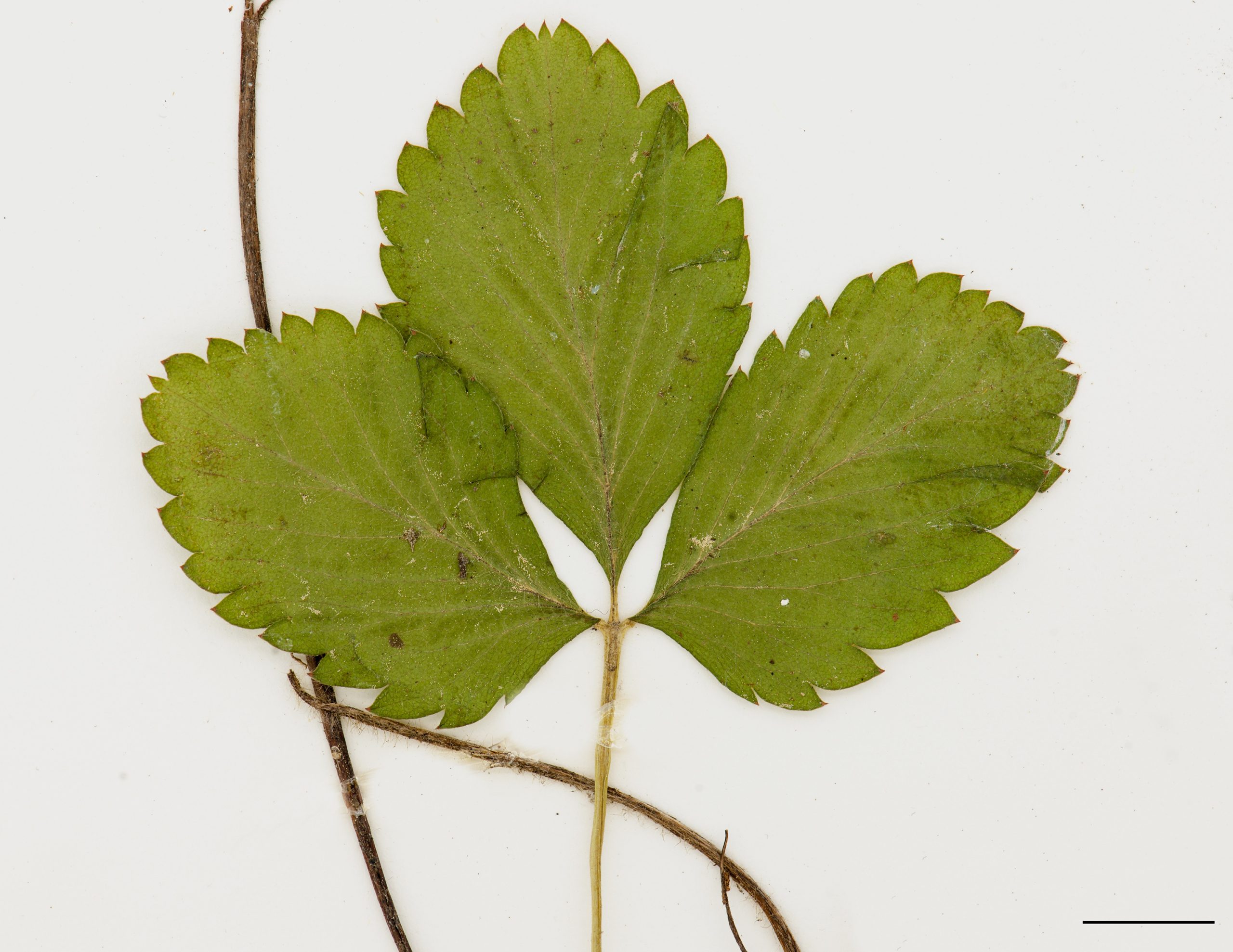 Folioles pétiolulées