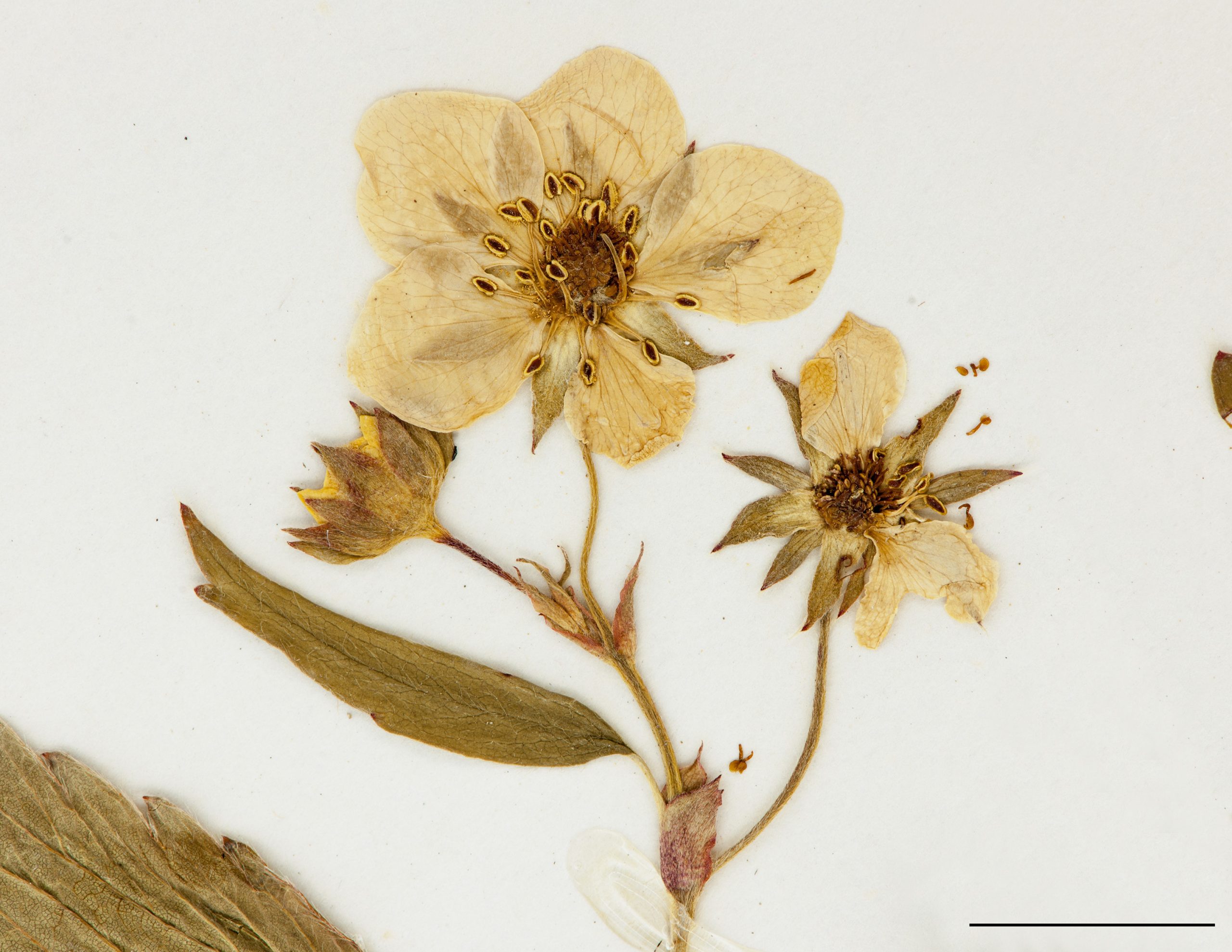Fleur, 5 pétales
