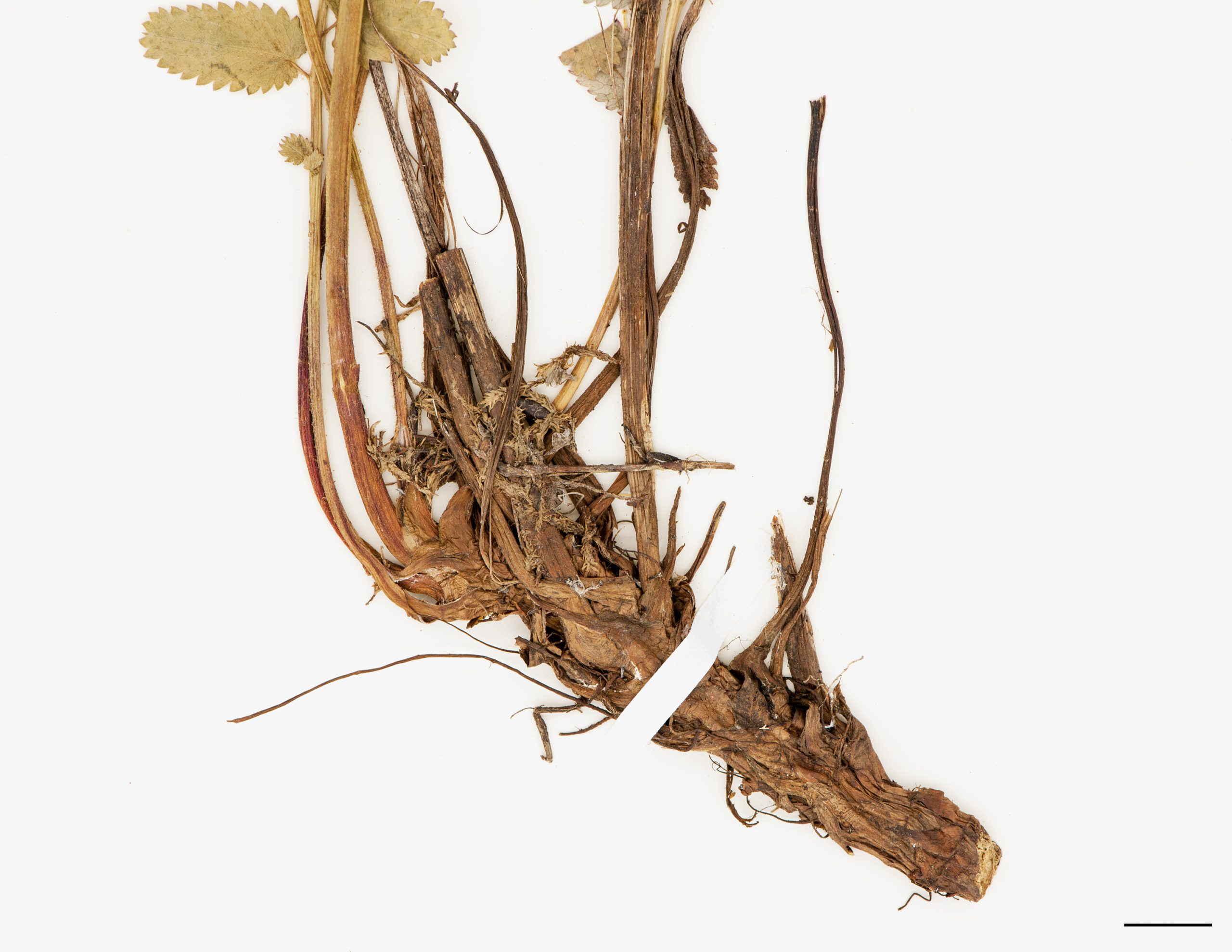 Rhizome épais