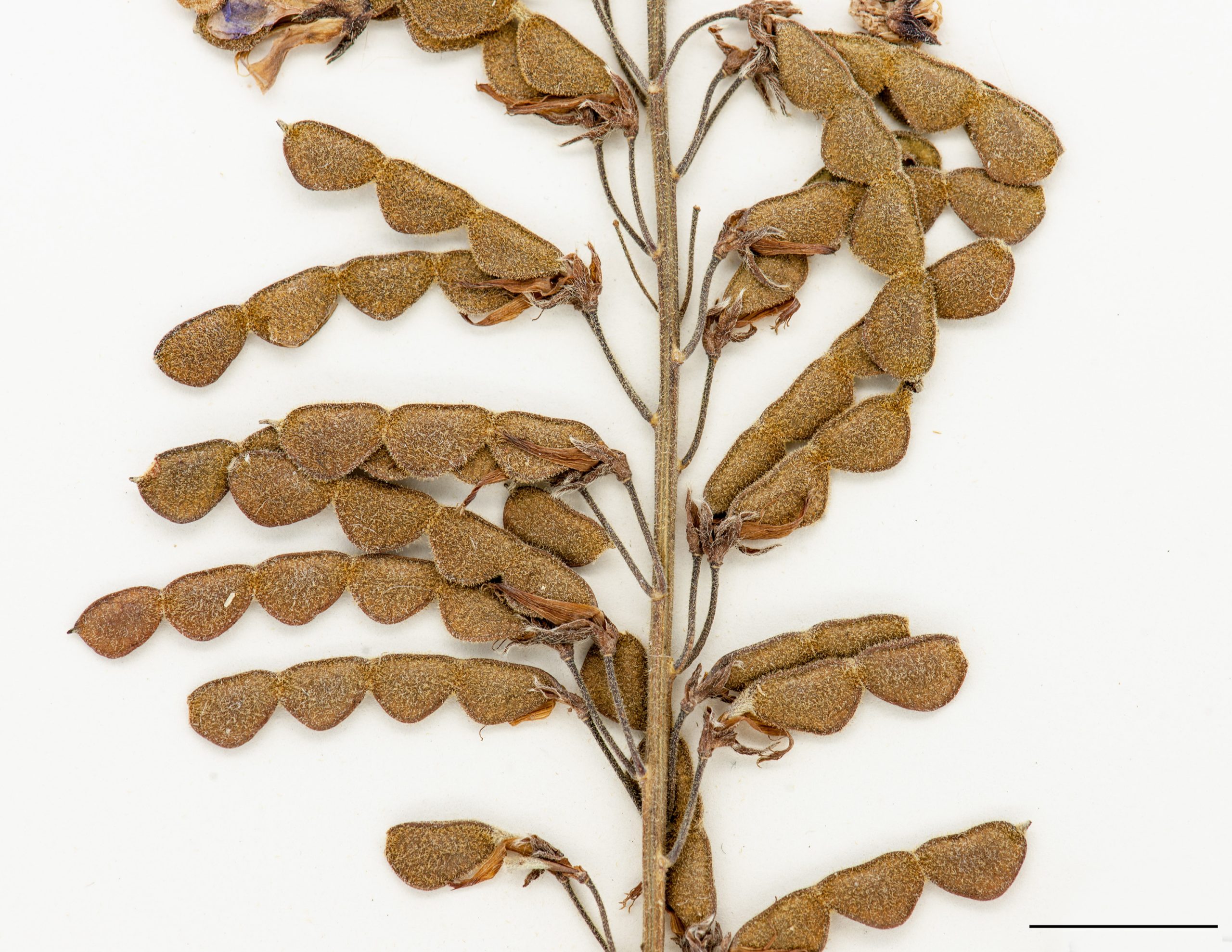 Section d'une infrutescence, gousses formées de 3 à 5 sections