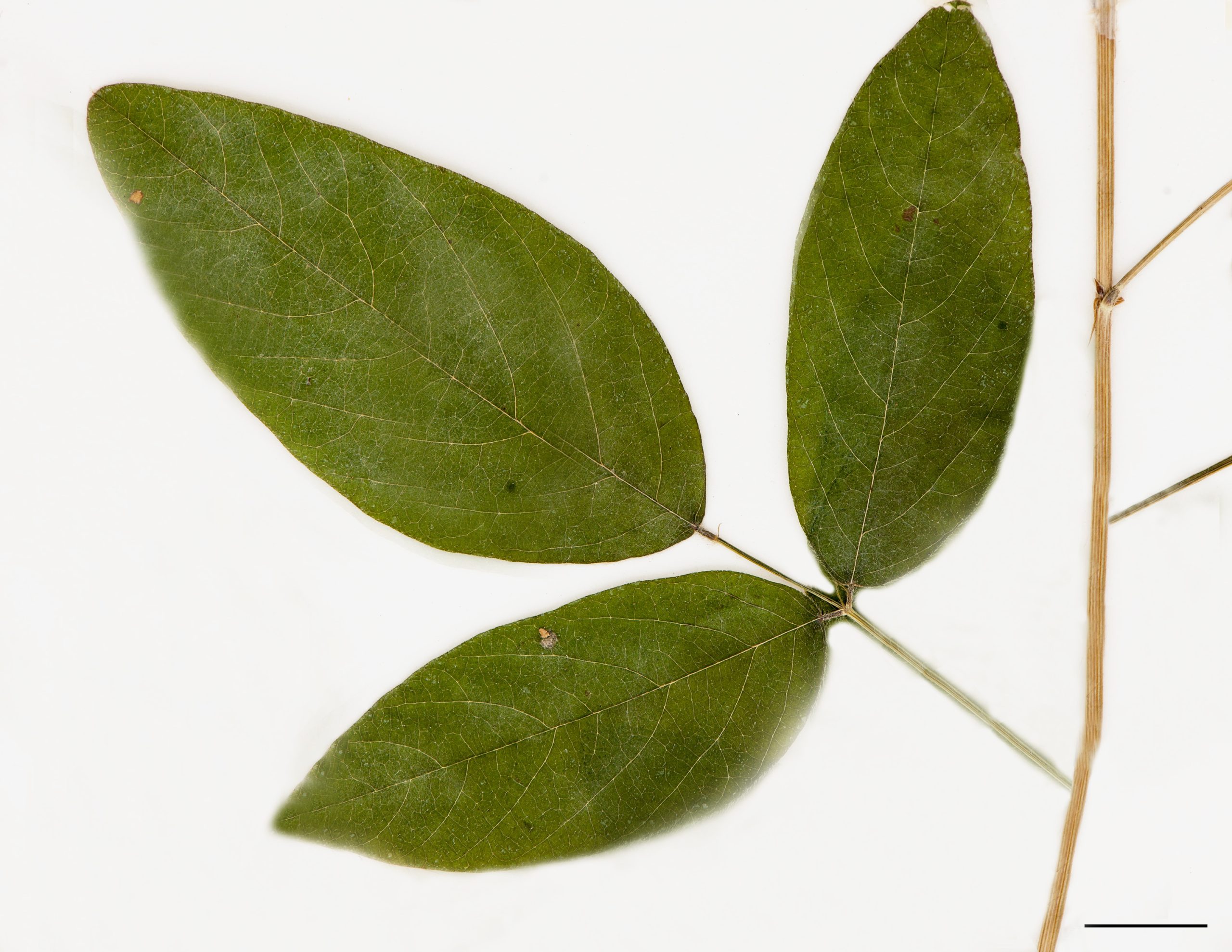 Folioles oblongues-lancéolées