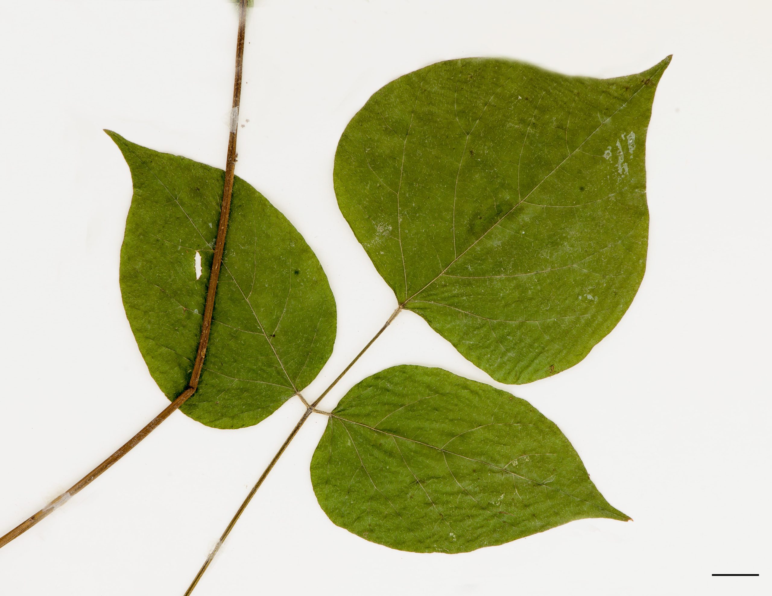 Folioles terminées en pointe
