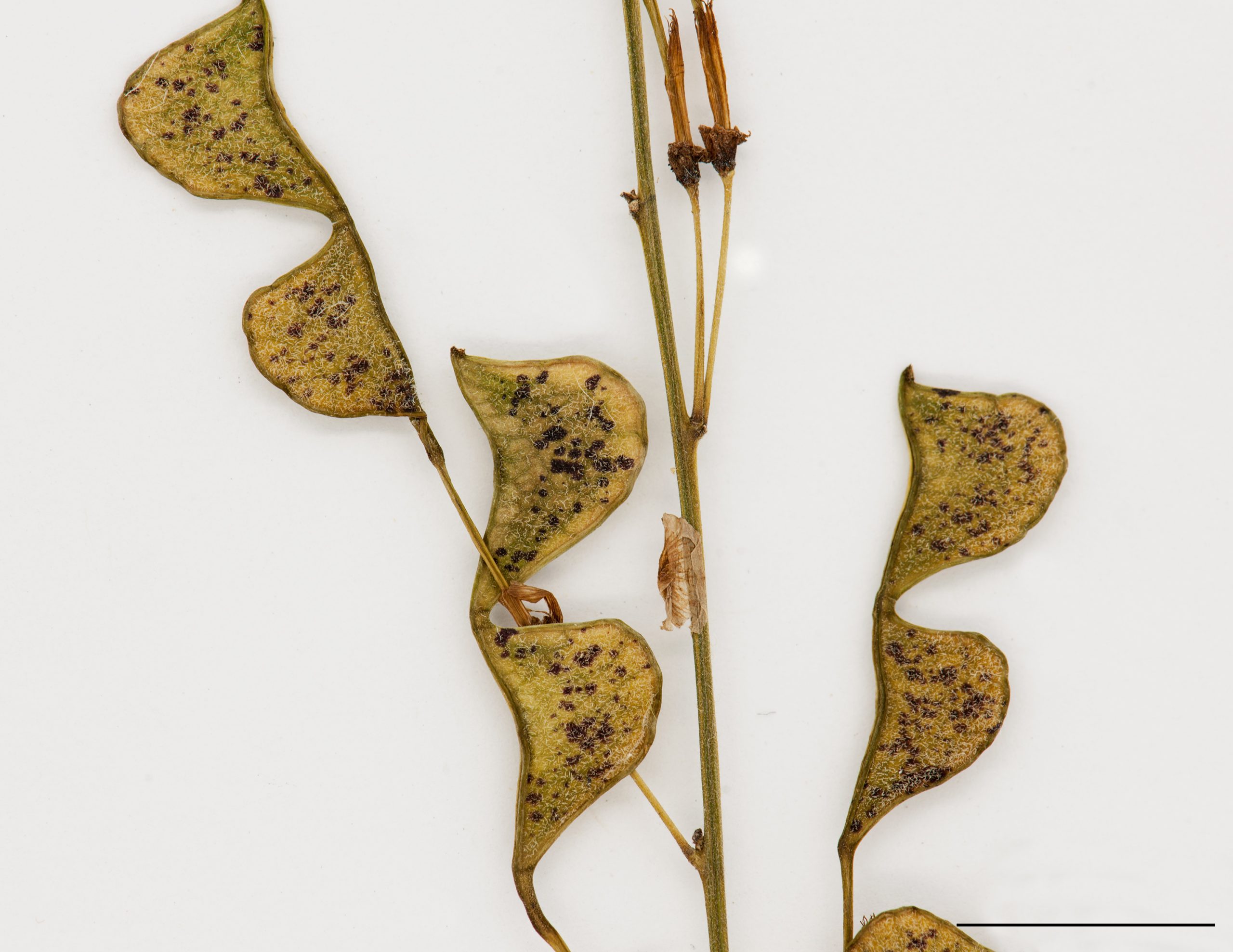 Section d'une infrutescence, gousses aplaties et divisées en 2 sections