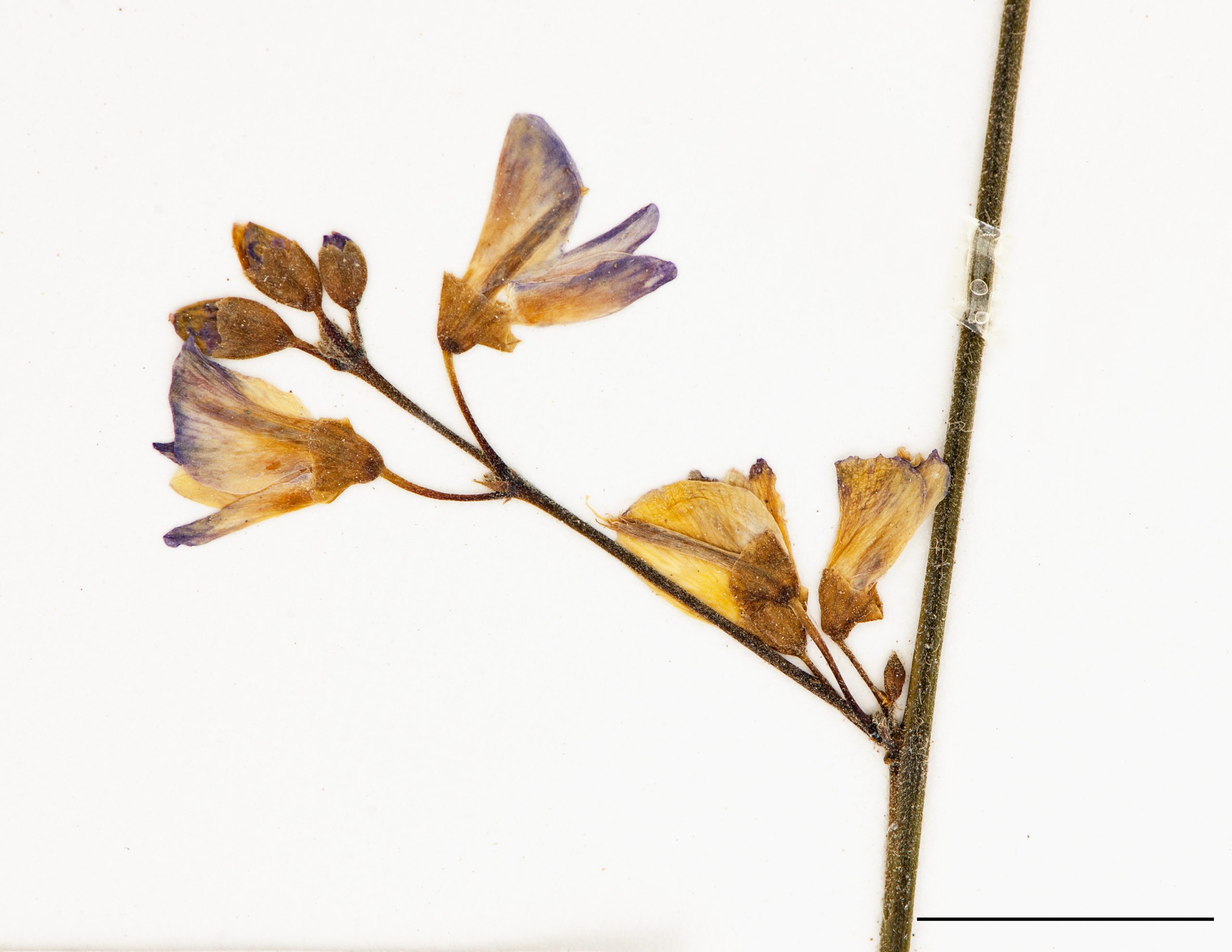 section d'une inflorescnce, fleurs purpurines