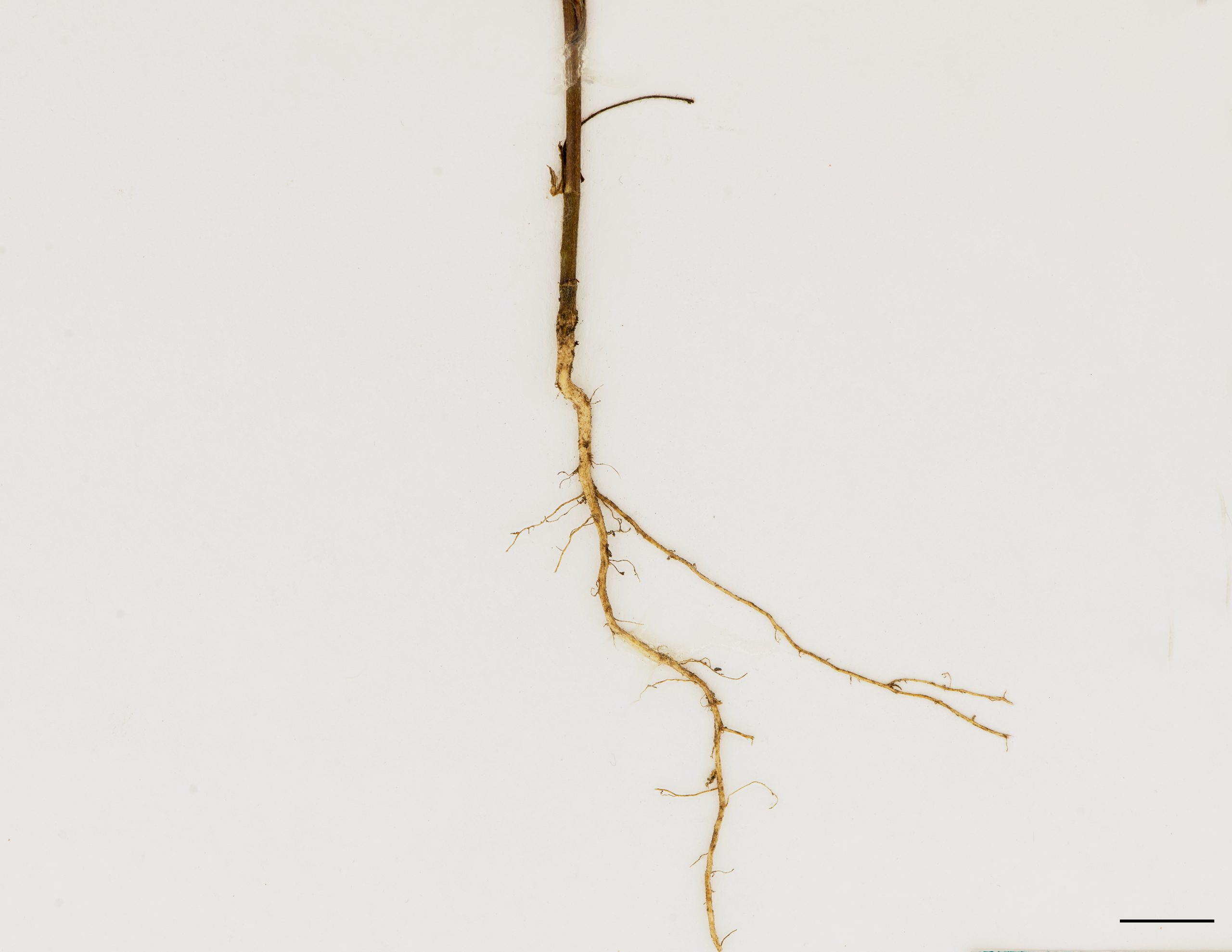 Racines fibreuses