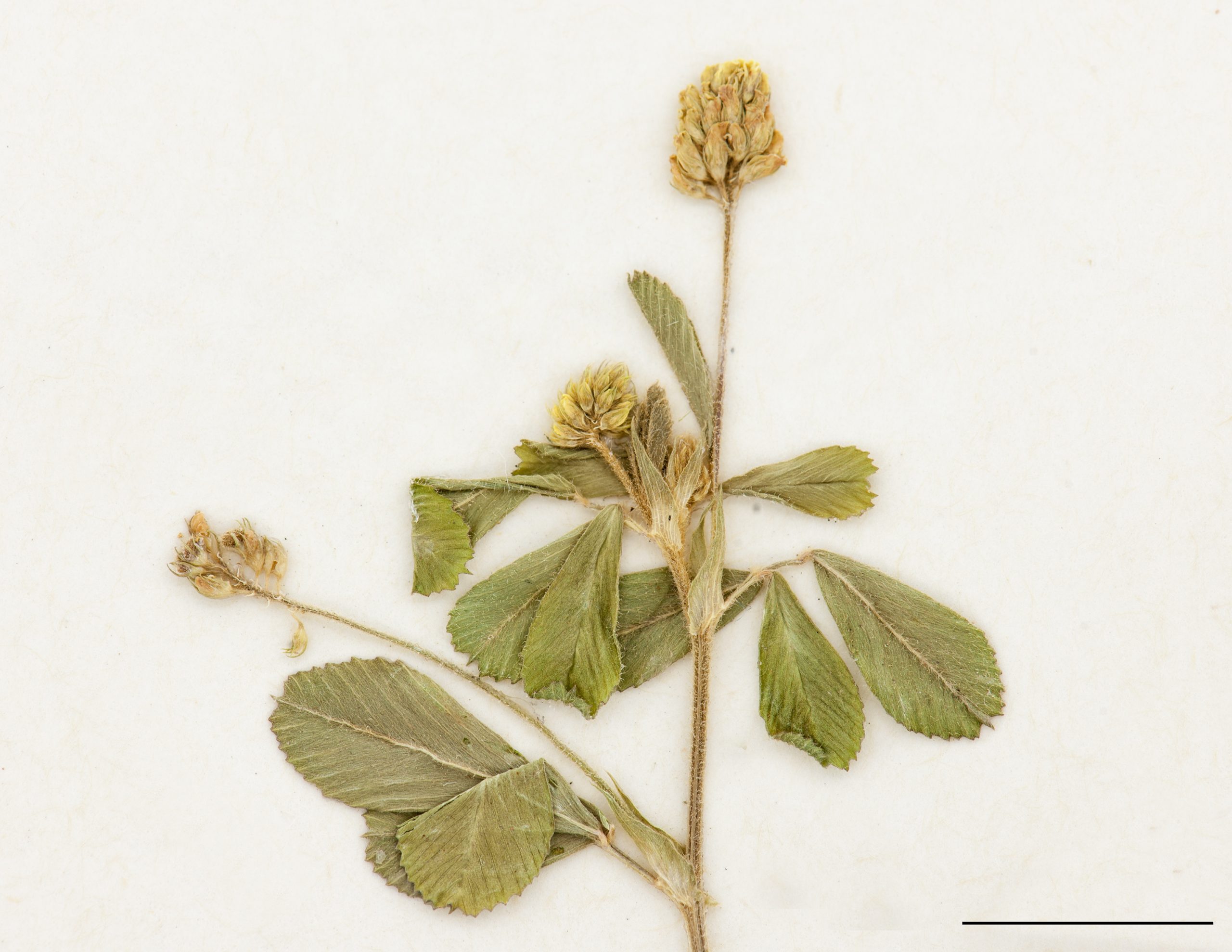 Capitules, fleurs jaunes