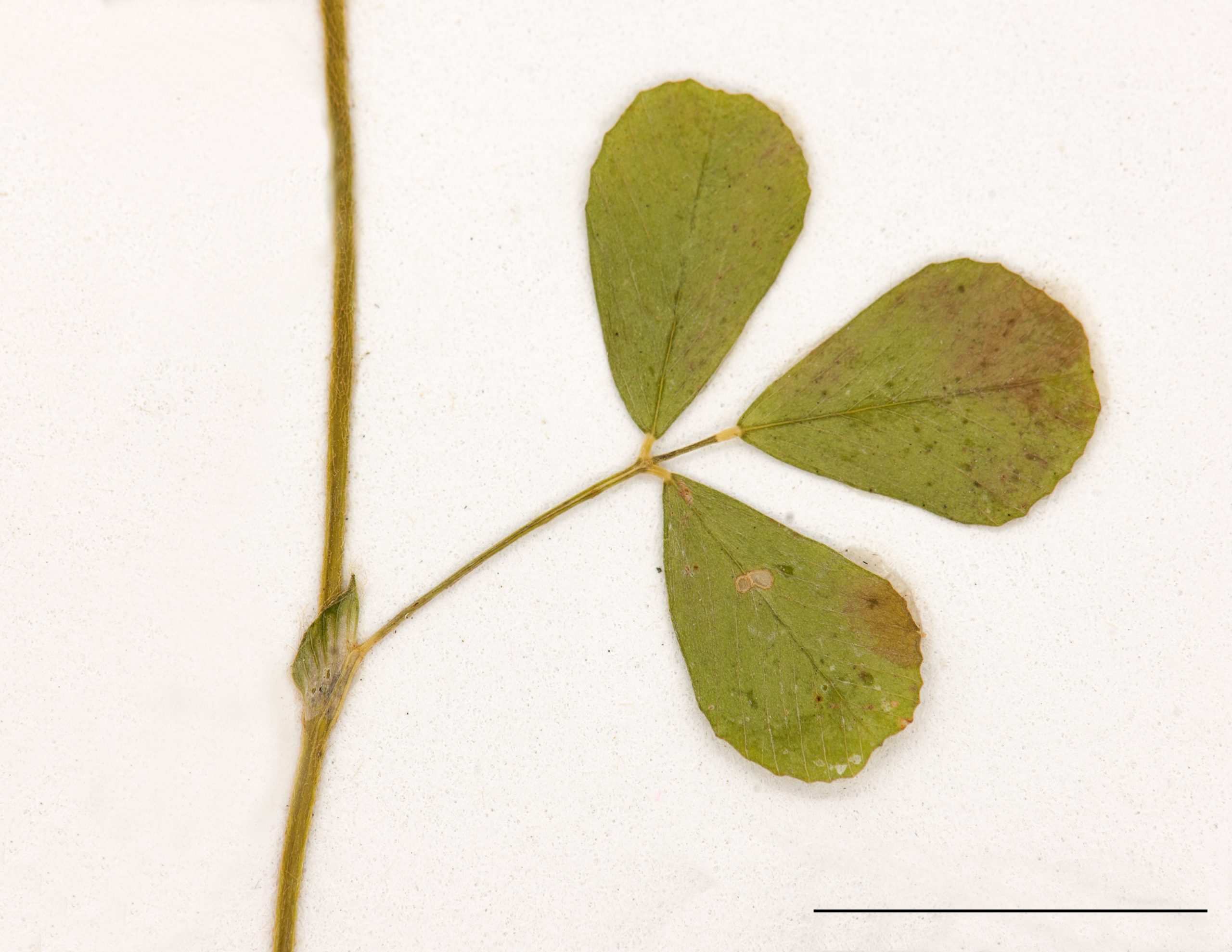 Folioles pétiolées