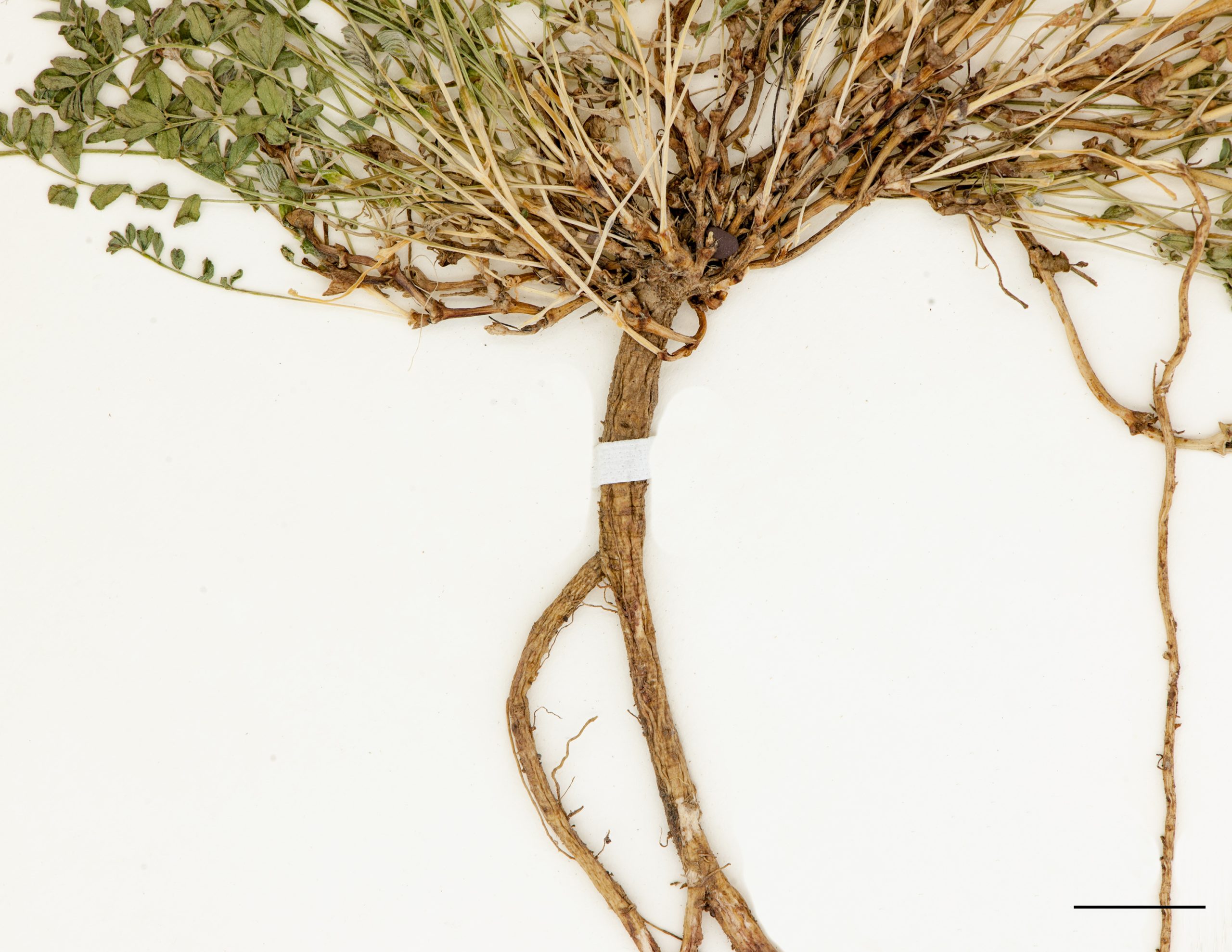 Racine pivotante et rhizomes