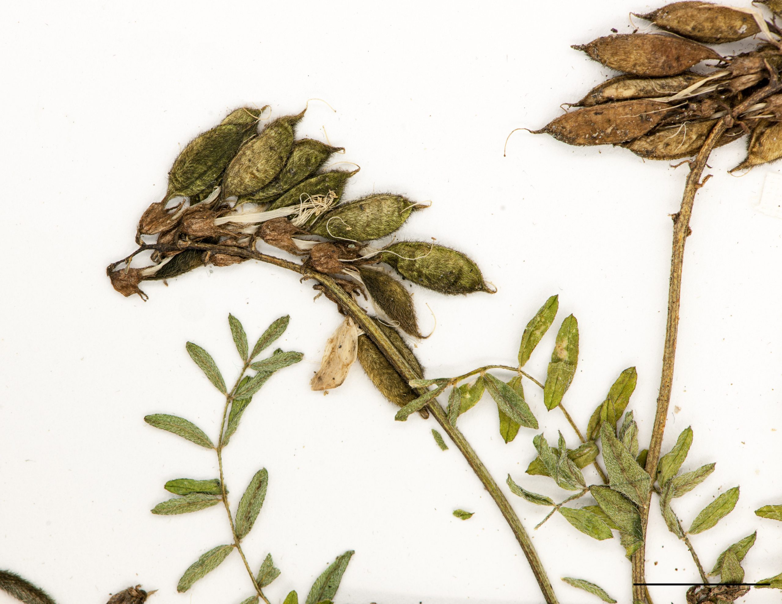 Gousses pisiformes, retombantes