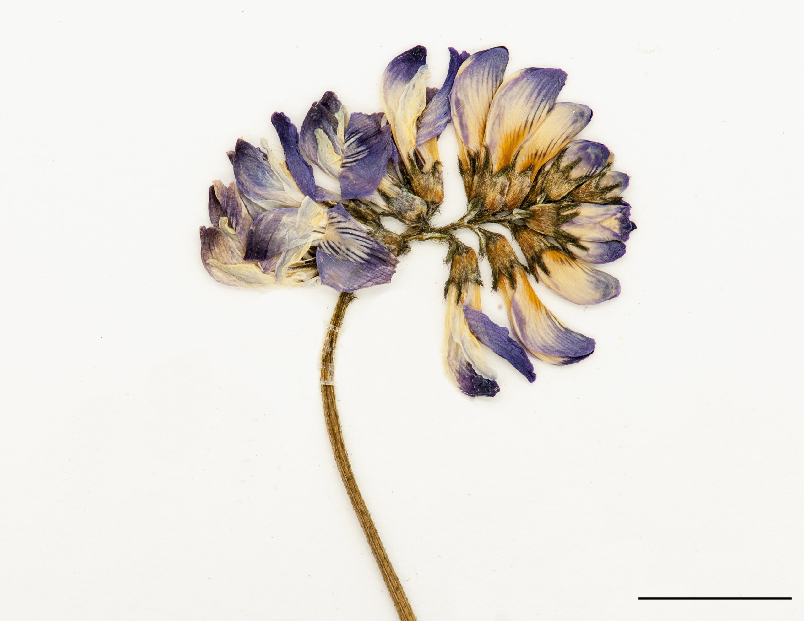 Fleurs bleues, disposées en grappe lâche