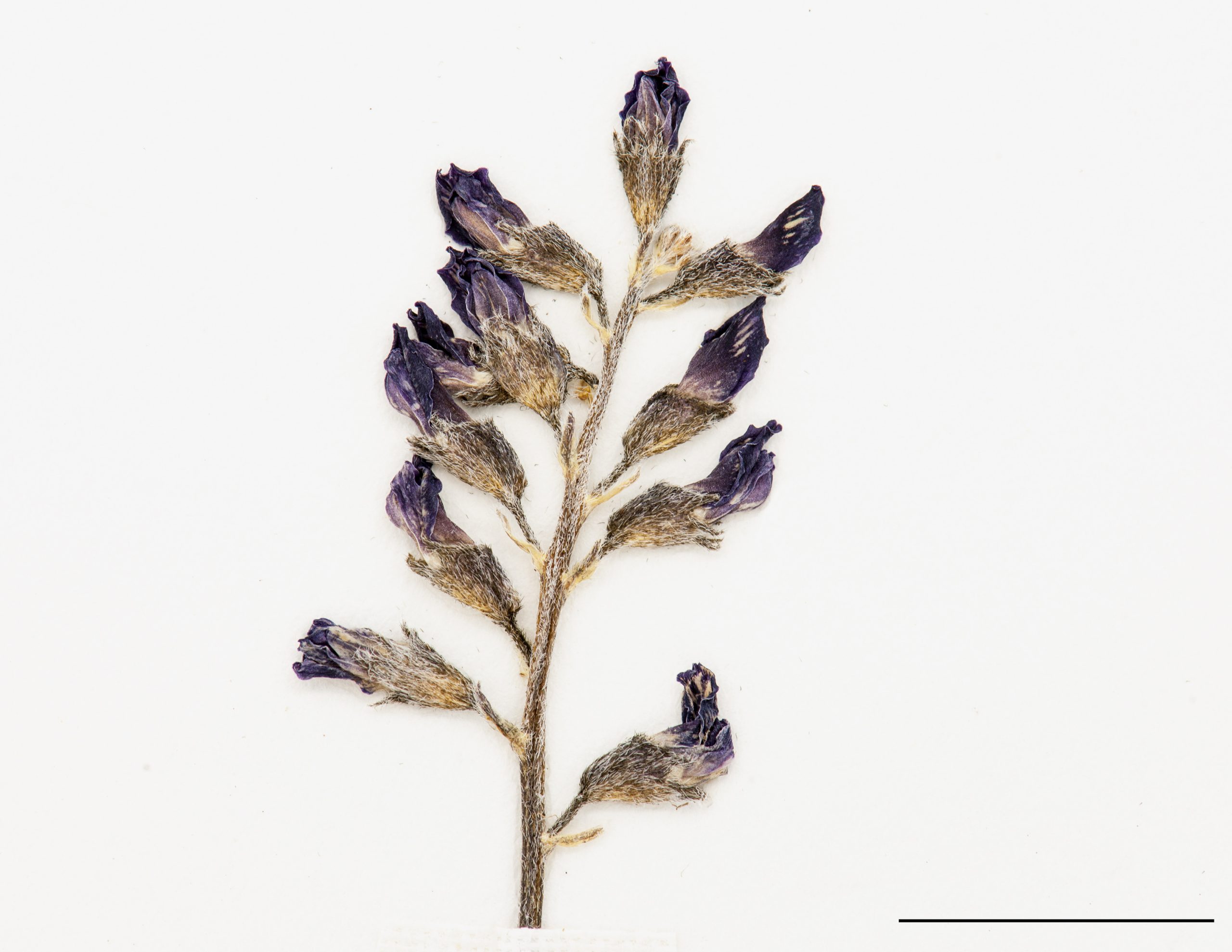 Fleurs bleues, disposées en grappe