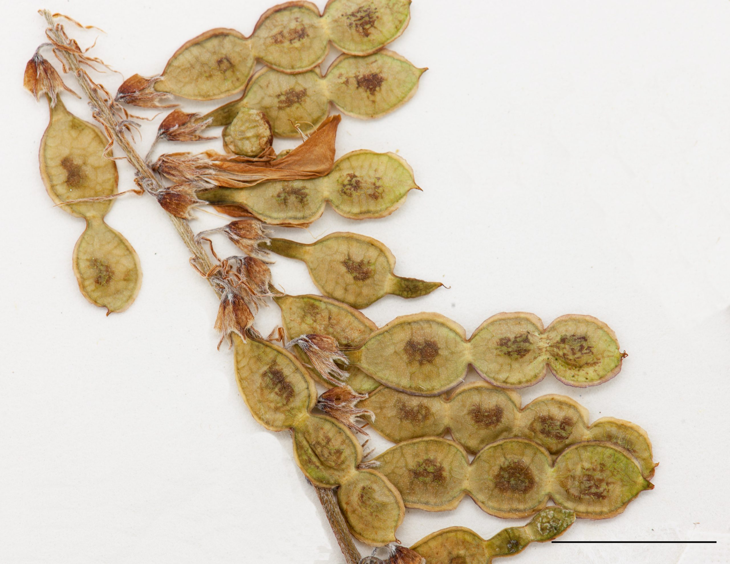 Fruits, gousses aplaties, divisées en section ovale