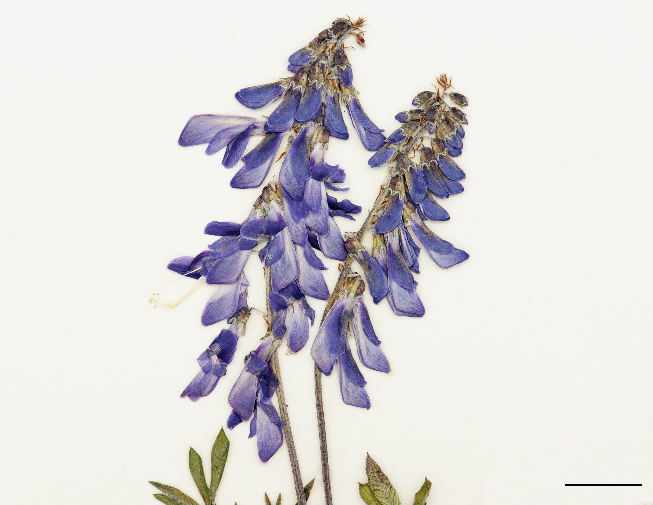 Fleurs bleues disposées en longue grappe