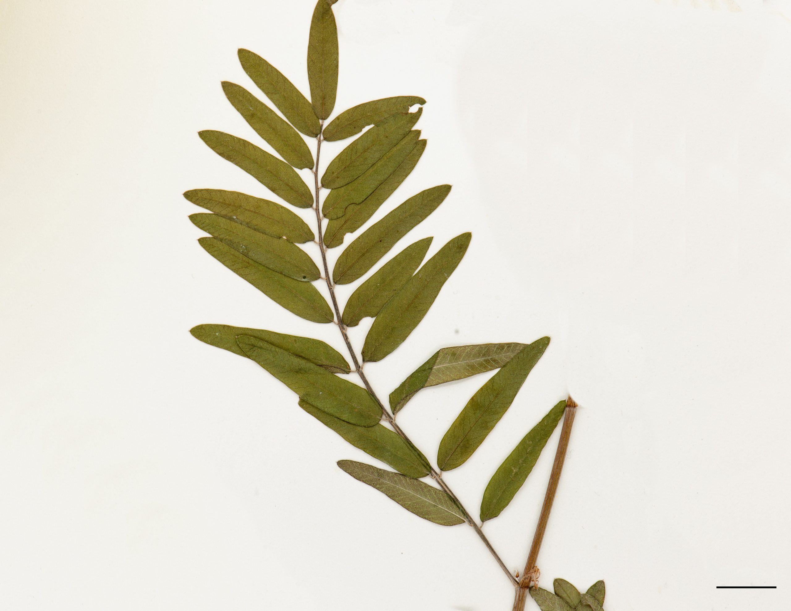 Feuille composée de folioles oblongues