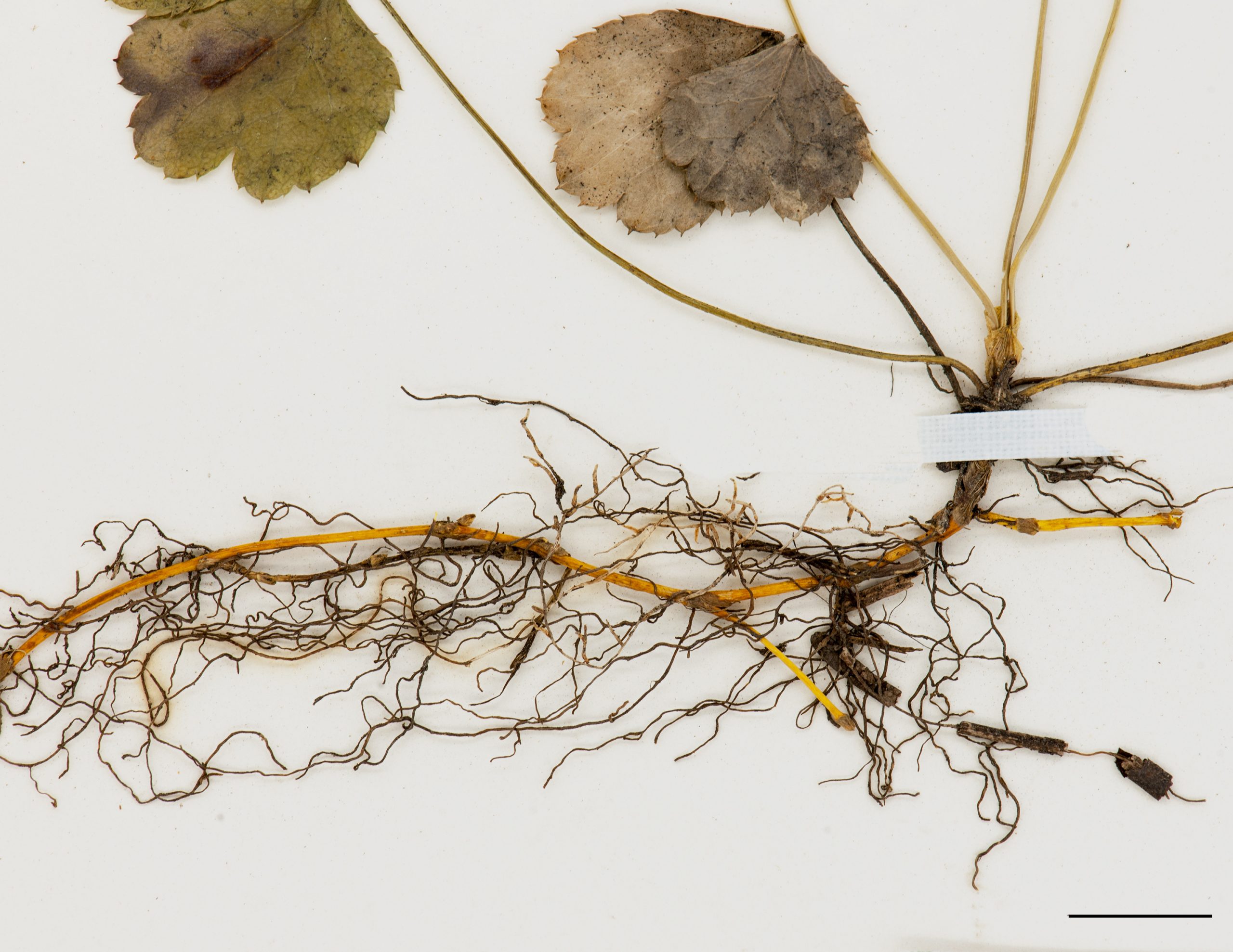 Rhizome filiforme et racines