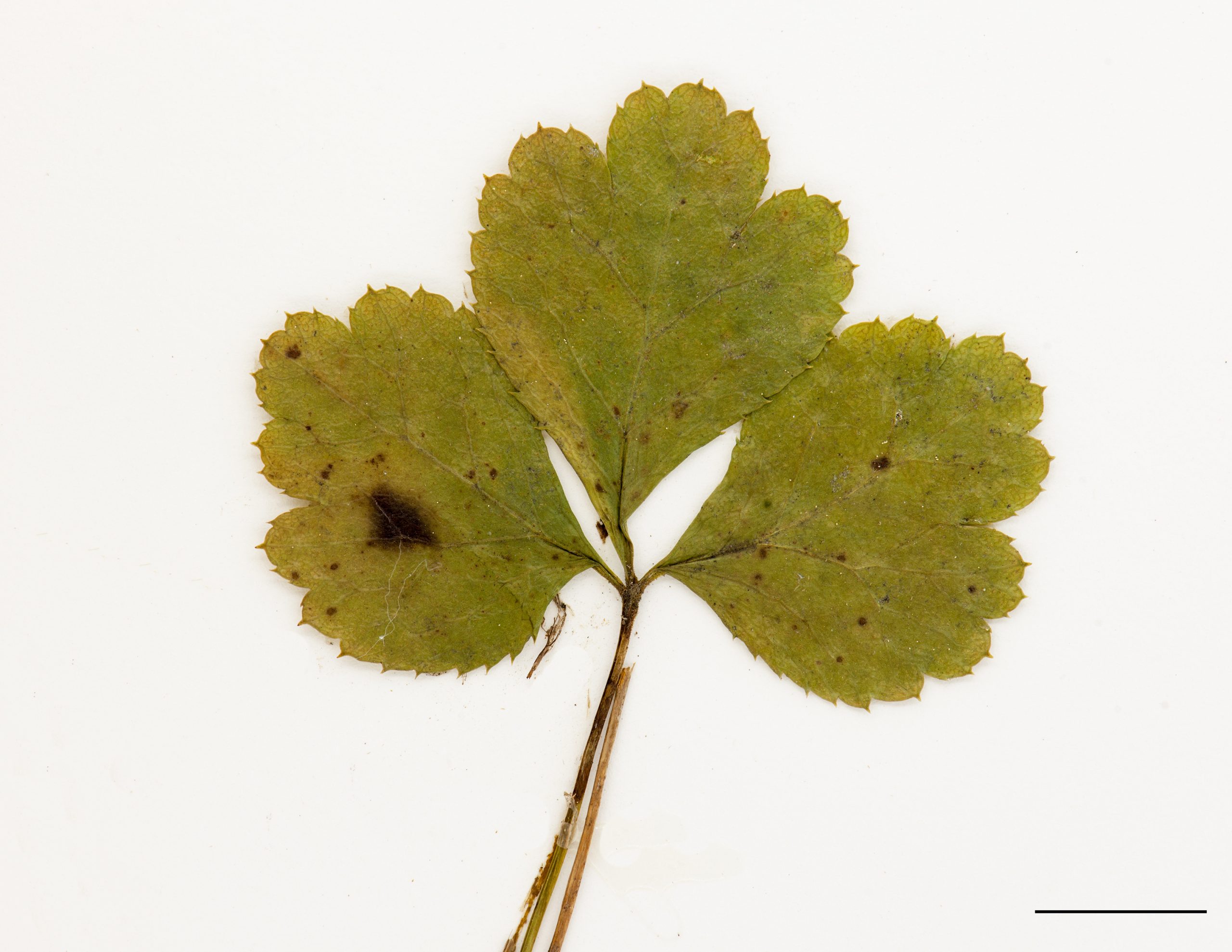 Feuille trifoliolée