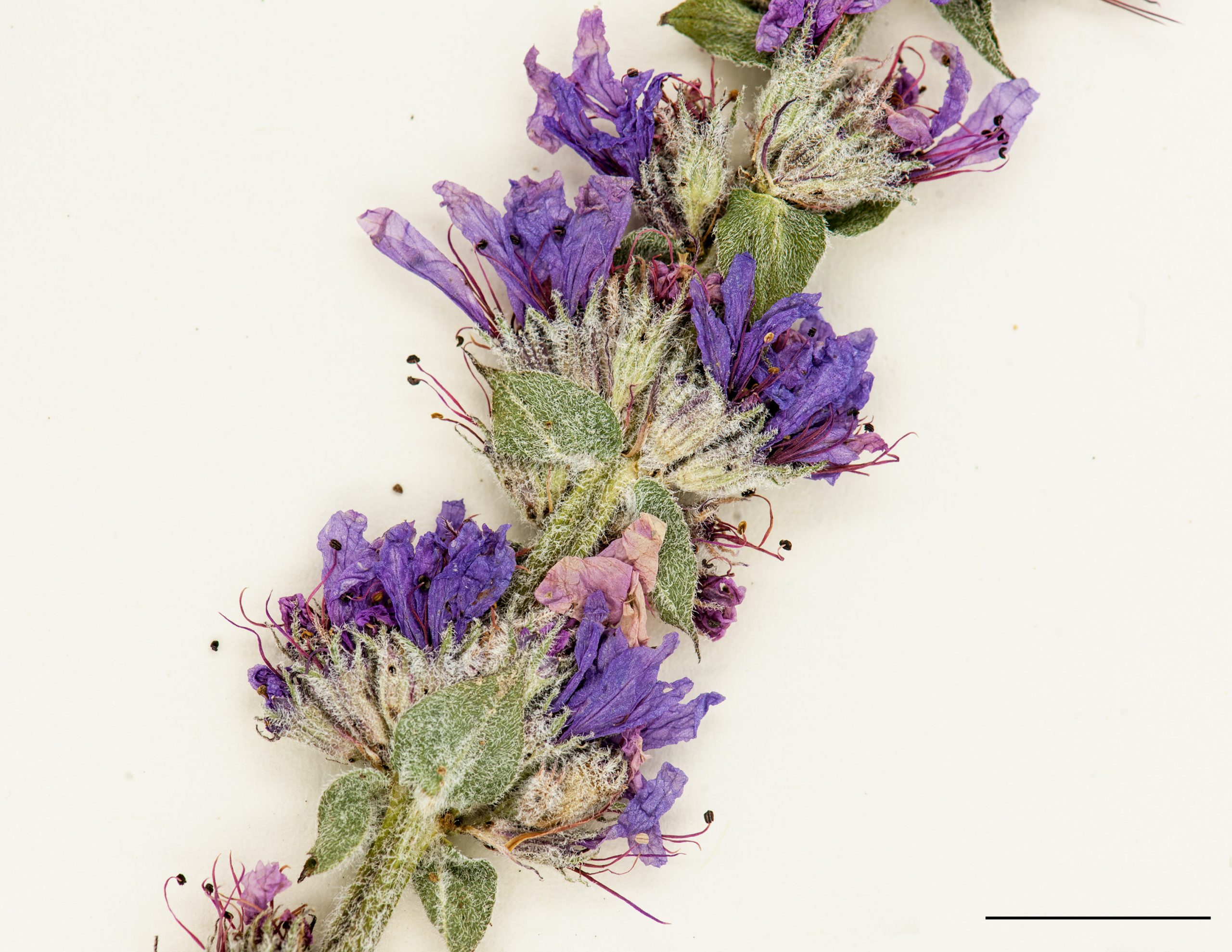 Section d'une inflorescence, fleurs pourpres disposées en verticilles