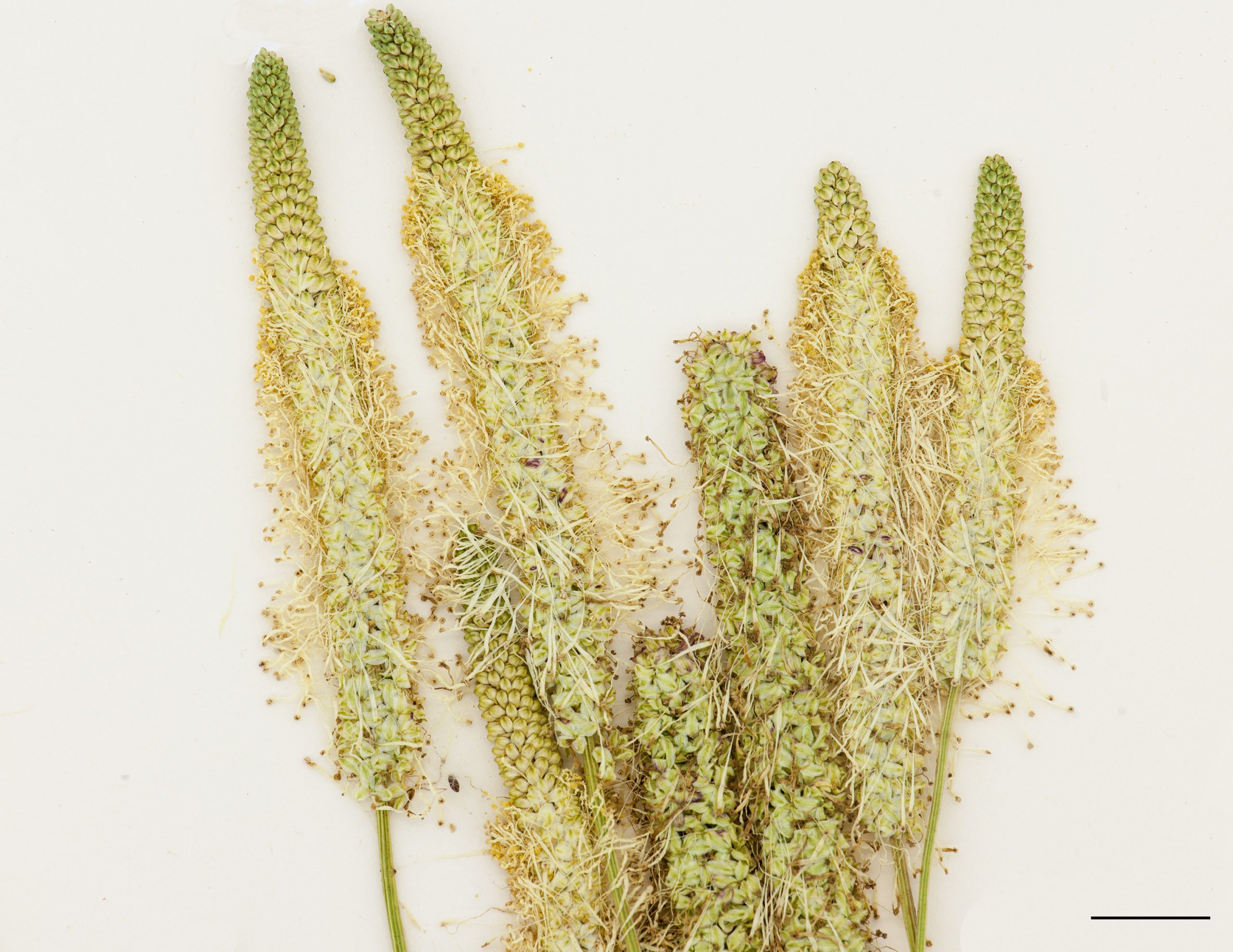 Inflorescence en épi
