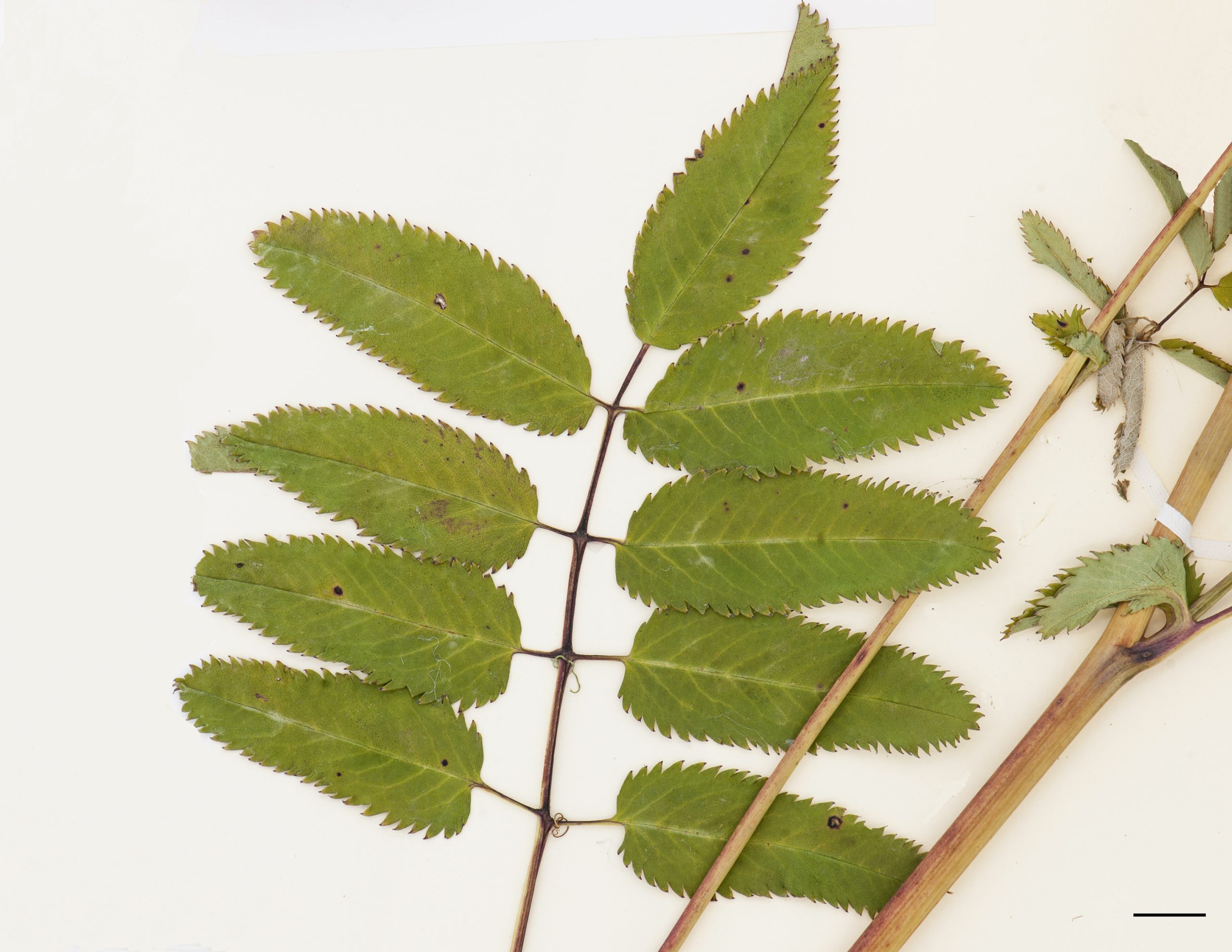 Feuille composée de folioles