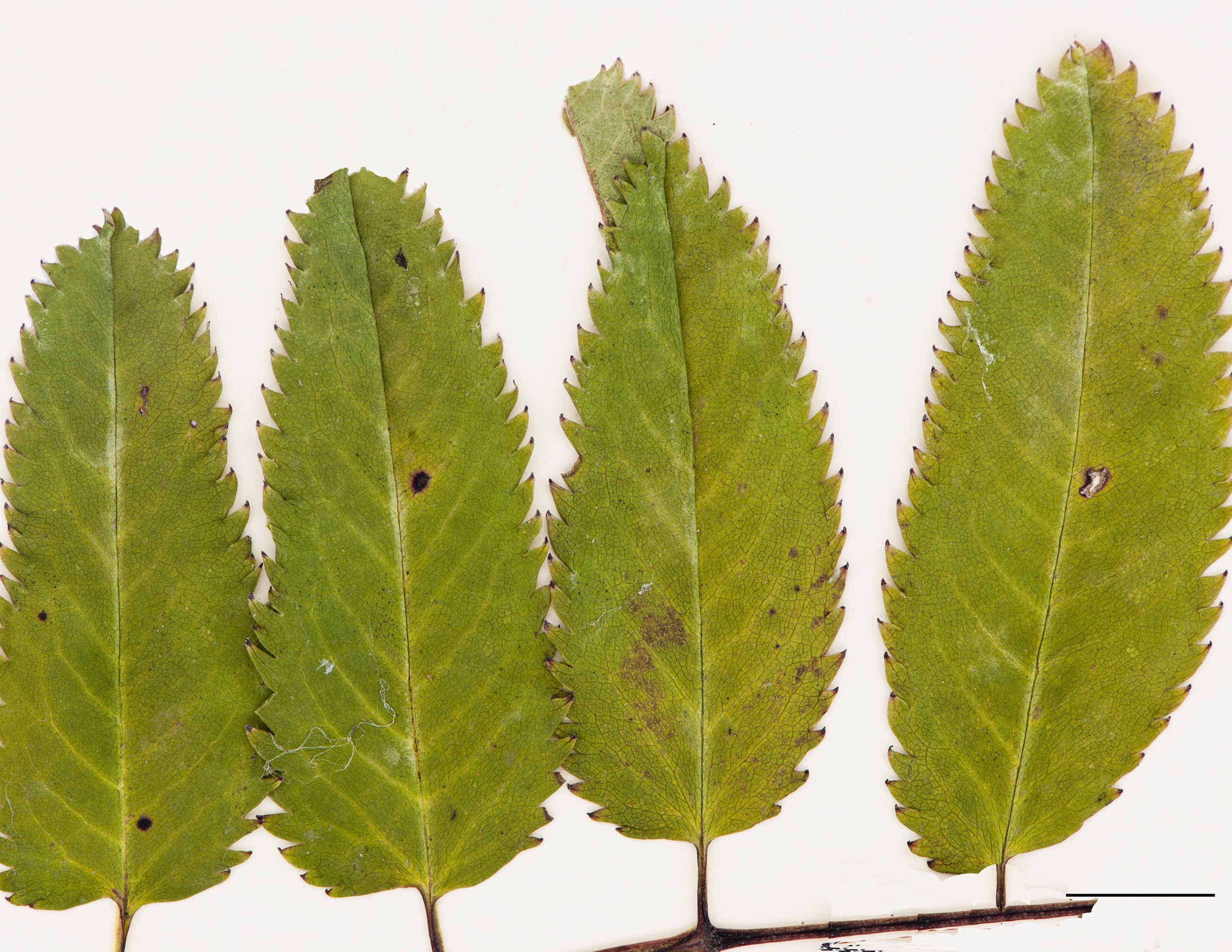Foliole, marge dentée