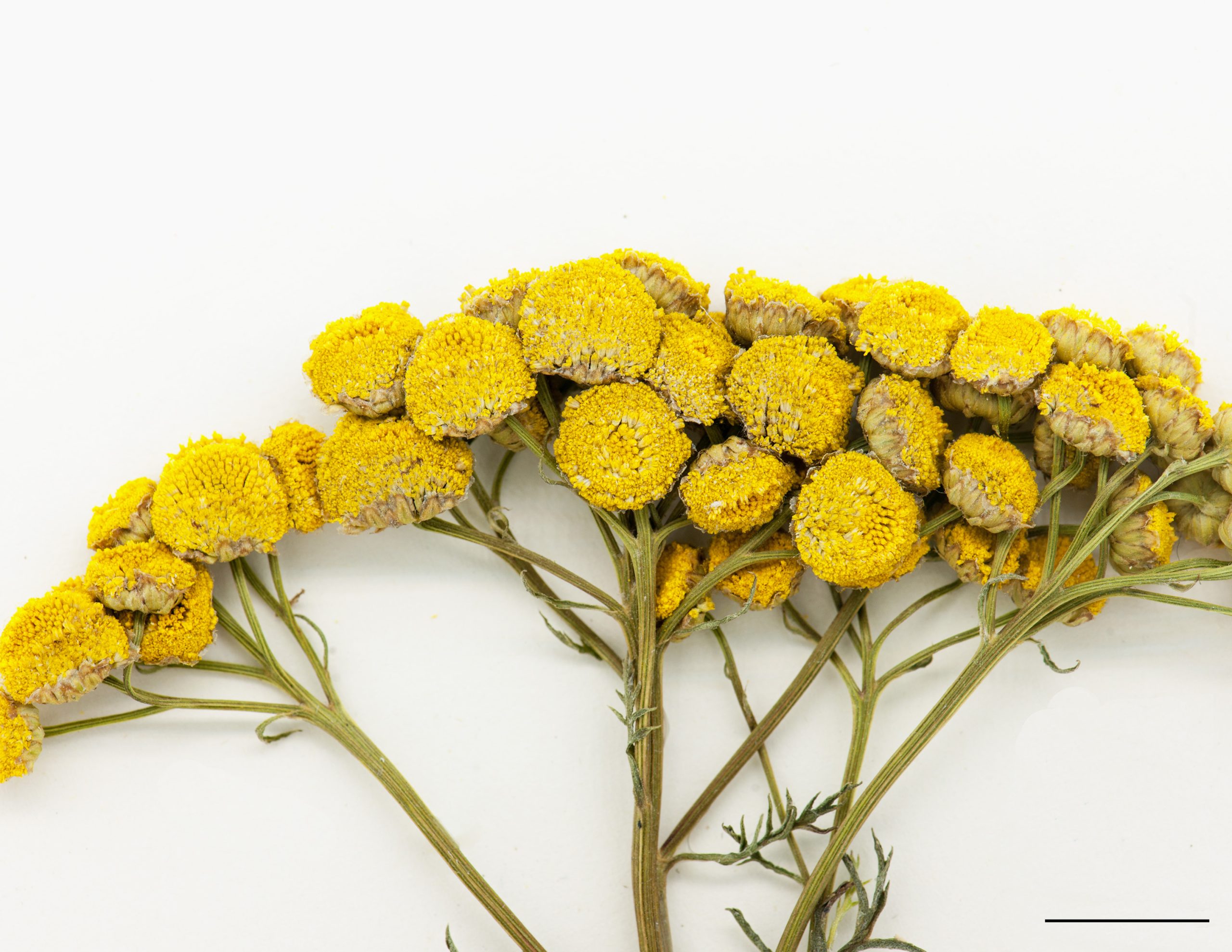 Fleurs jaunes réunies en capitules nombreux, disposés en corymbe.