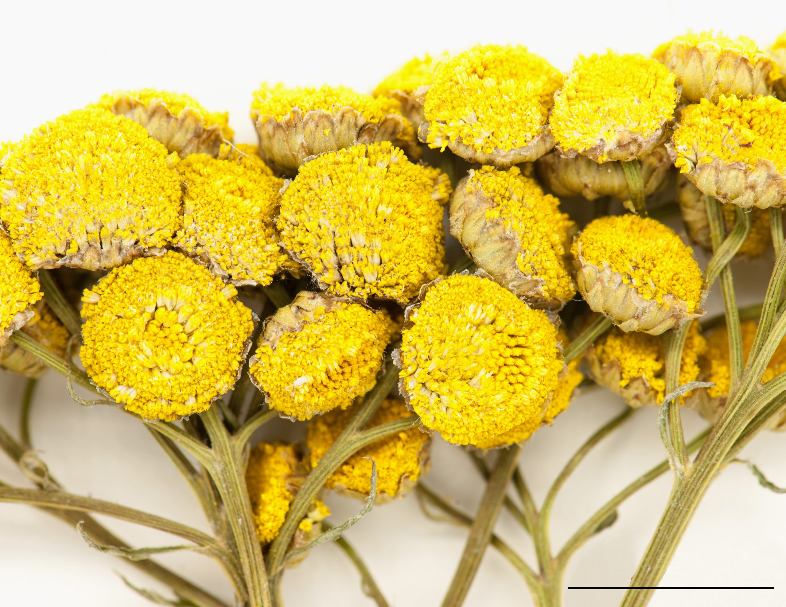 Les rayons des fleurs jaunes, très courts, dépassent à peine le disque.