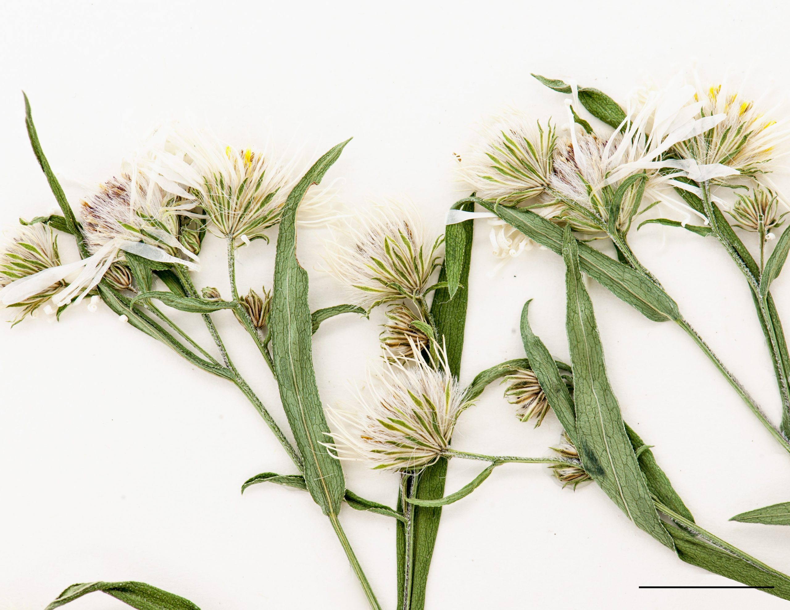 Capitules à rayons blancs