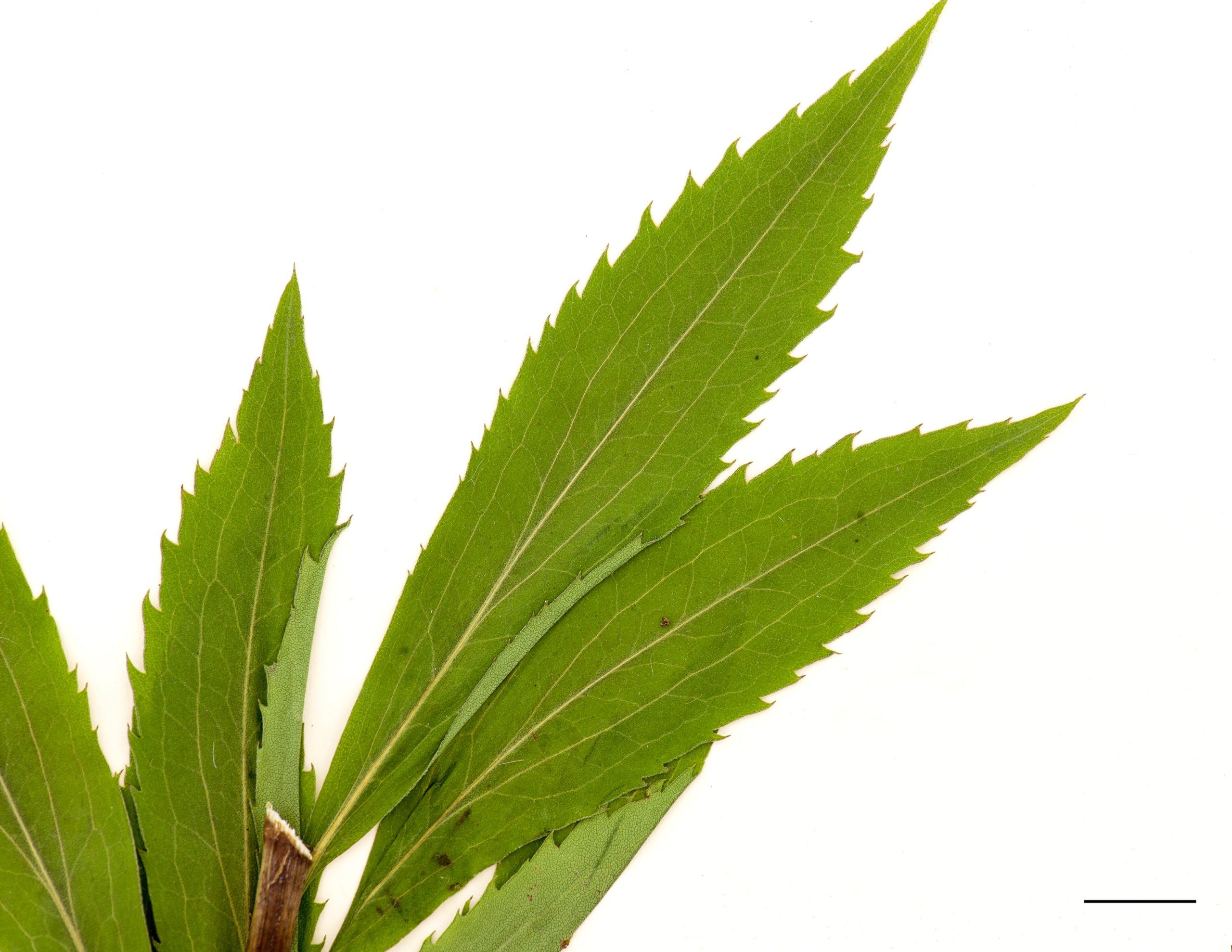 Feuilles allongées, dentées, 3 nervures plus apparentes, limbe presque glabre à la face supérieure, nettement pubescentes à la face inférieure.