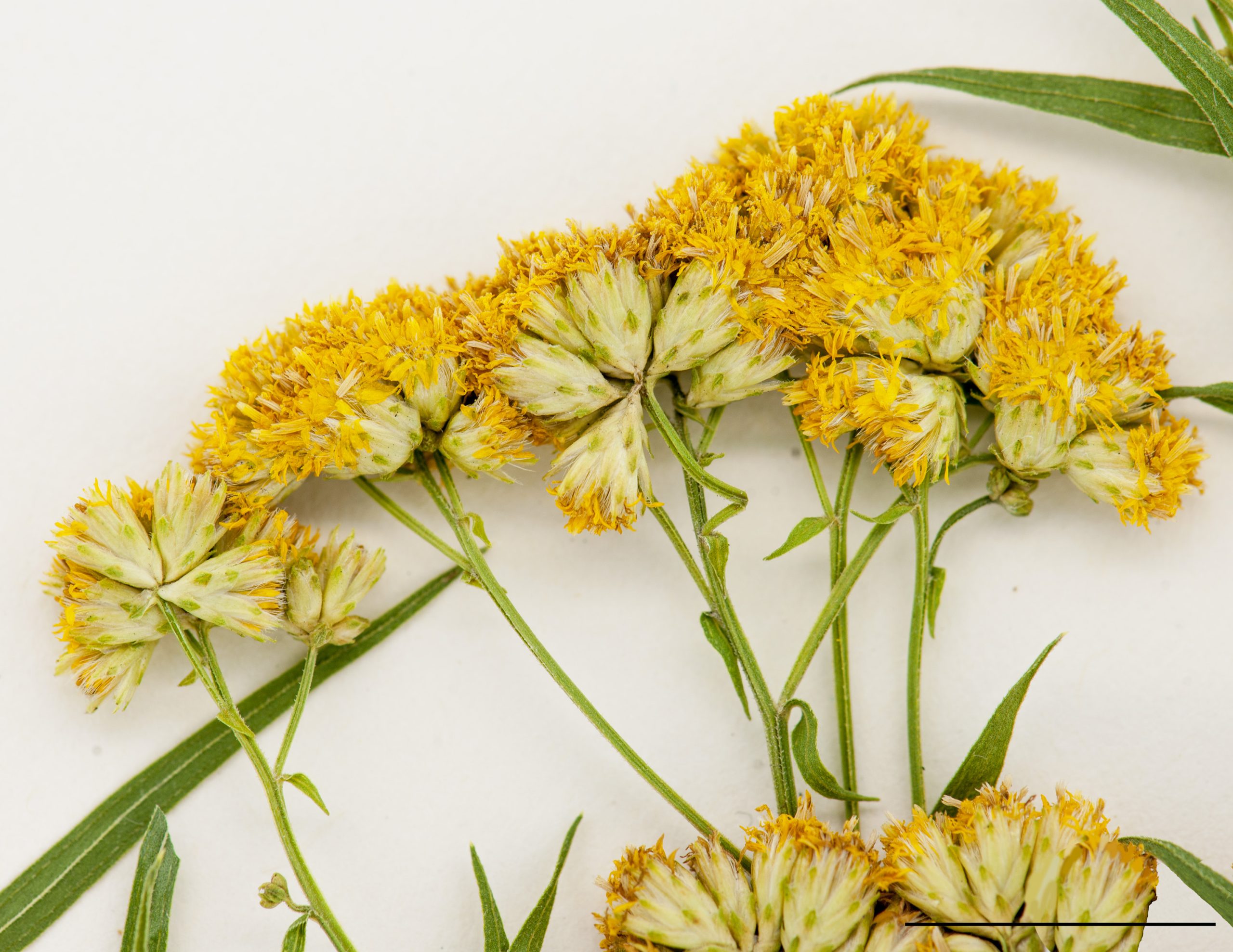 Fleurs jaunes réunies en petits capitules groupés au sommet des tiges, ces derniers très nombreux donnent une forme aplatie au sommet de la plante.