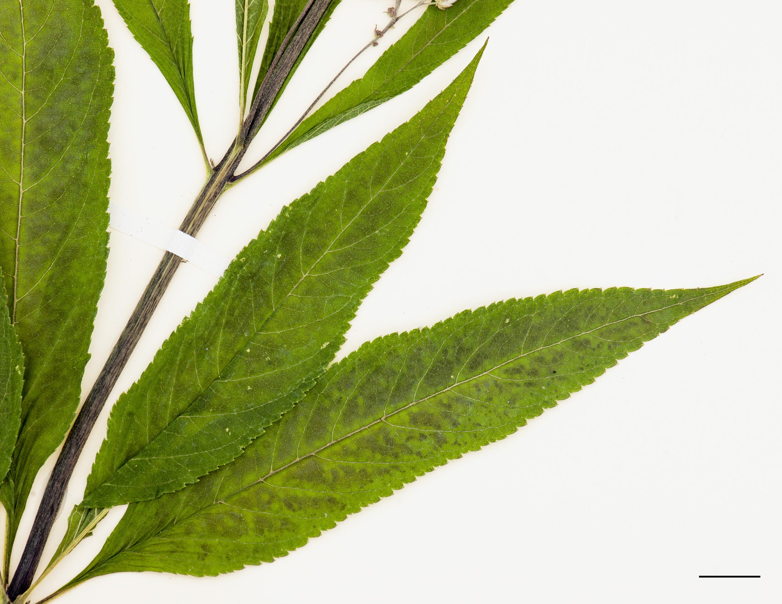 Feuille lancéolée, marge dentée