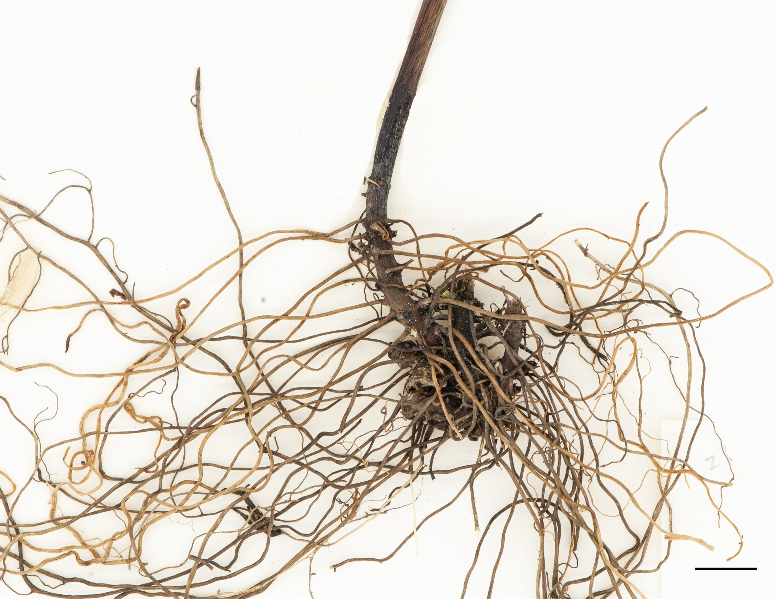 Section de rhizome et racines fibreuses