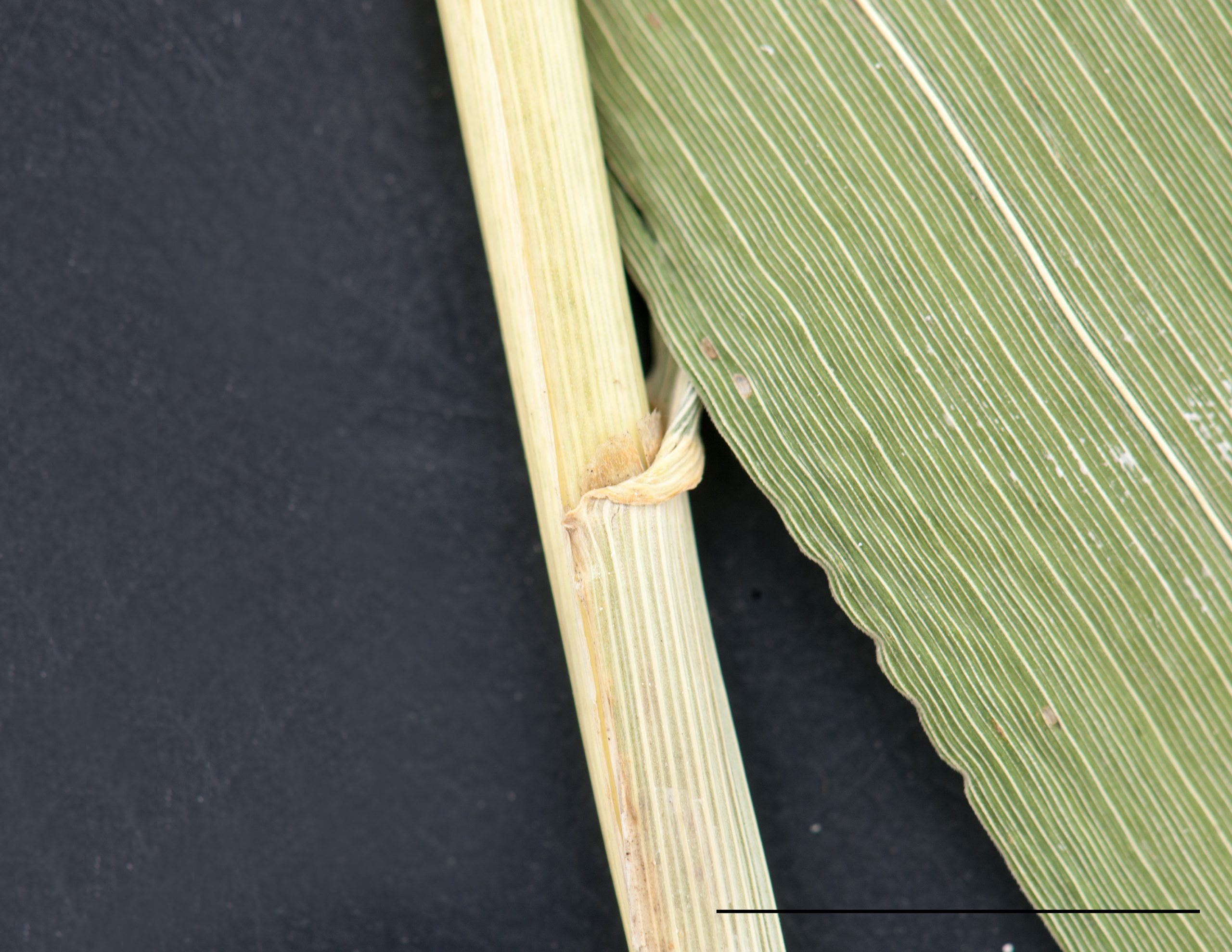 Section d'une gaine, collet et ligule