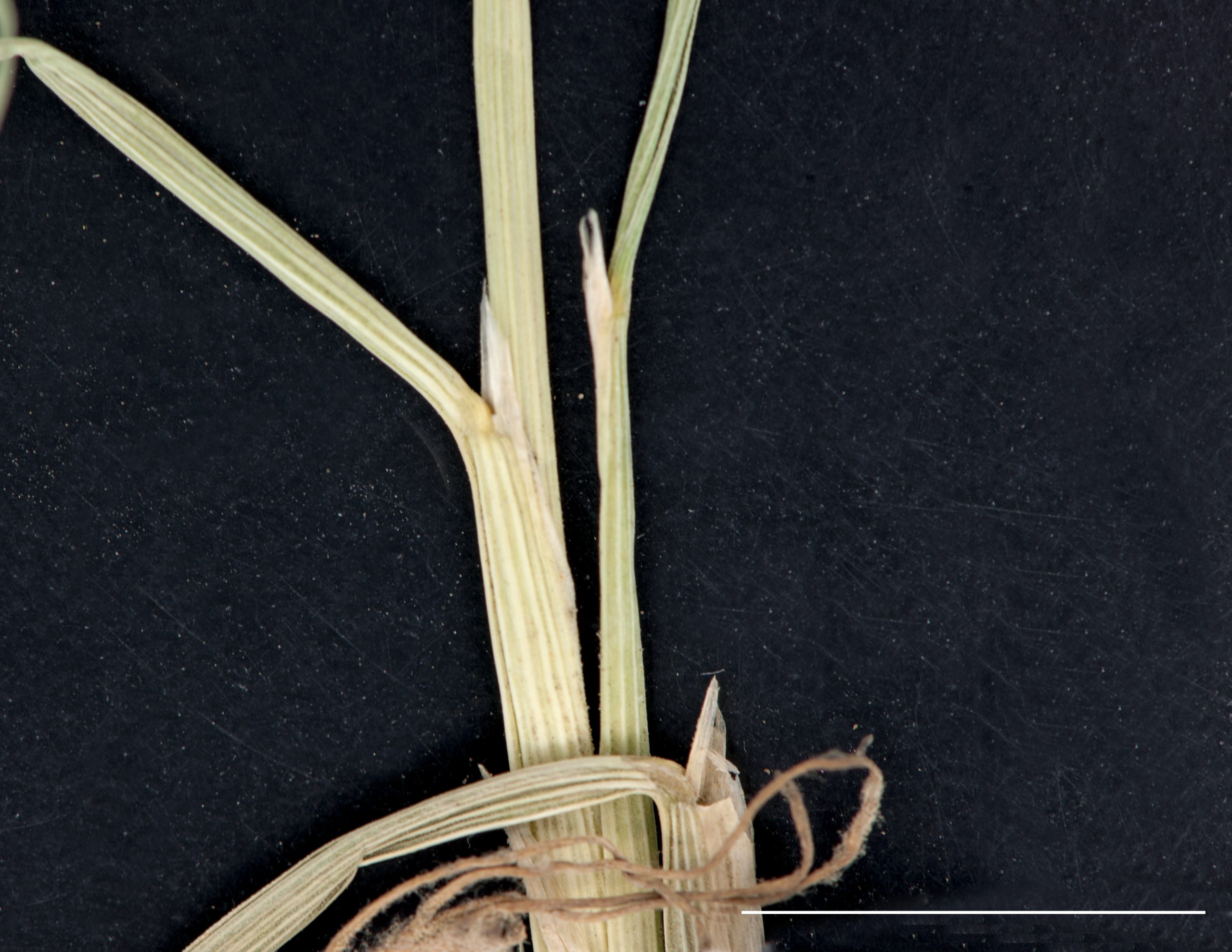 Ligule et bordure de la gaine