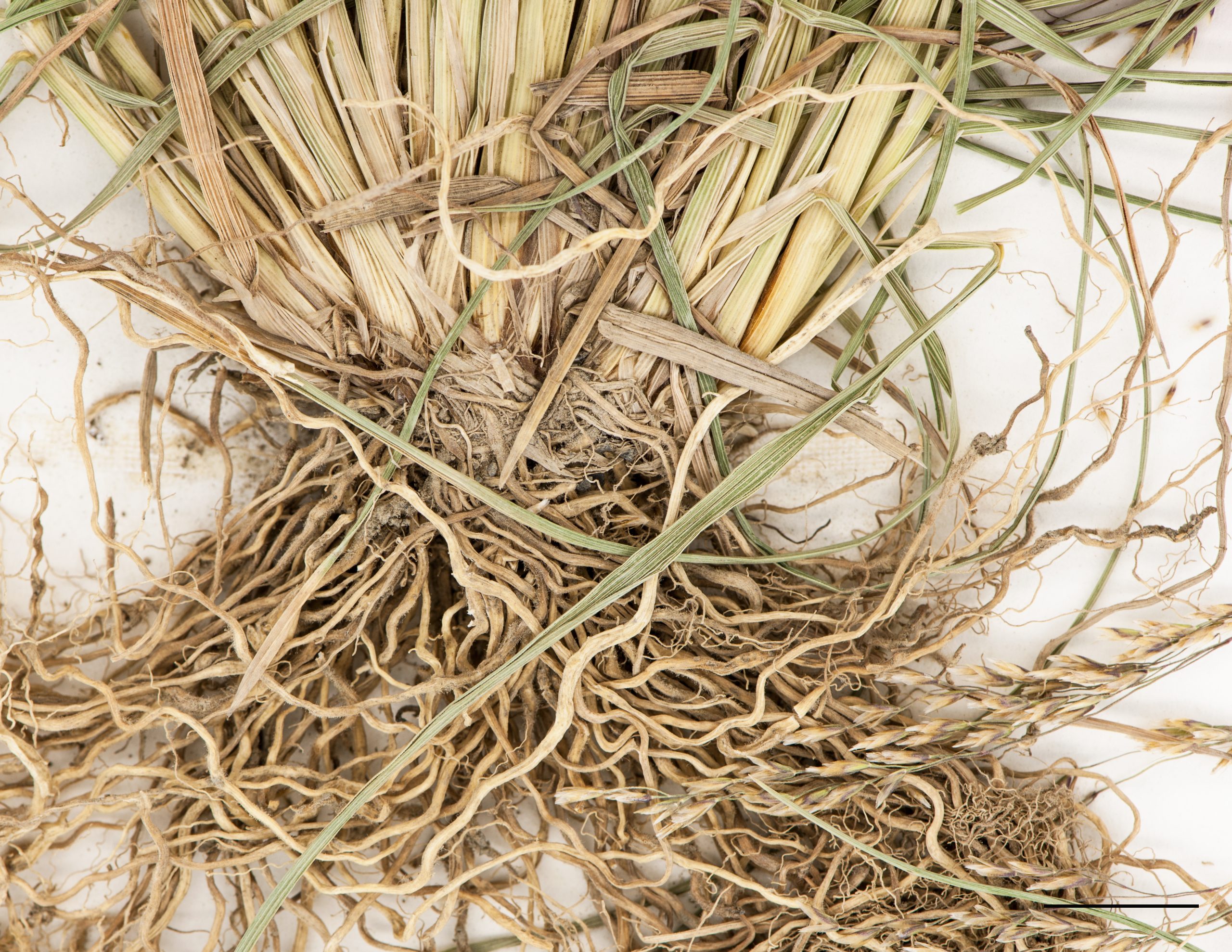 Base d'un plant et racines fibreuses