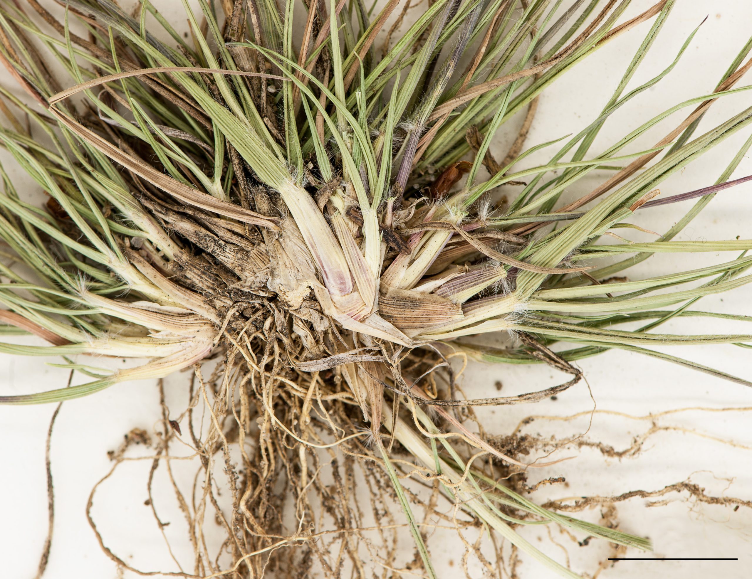 Base d'un plant et racines fibreuses