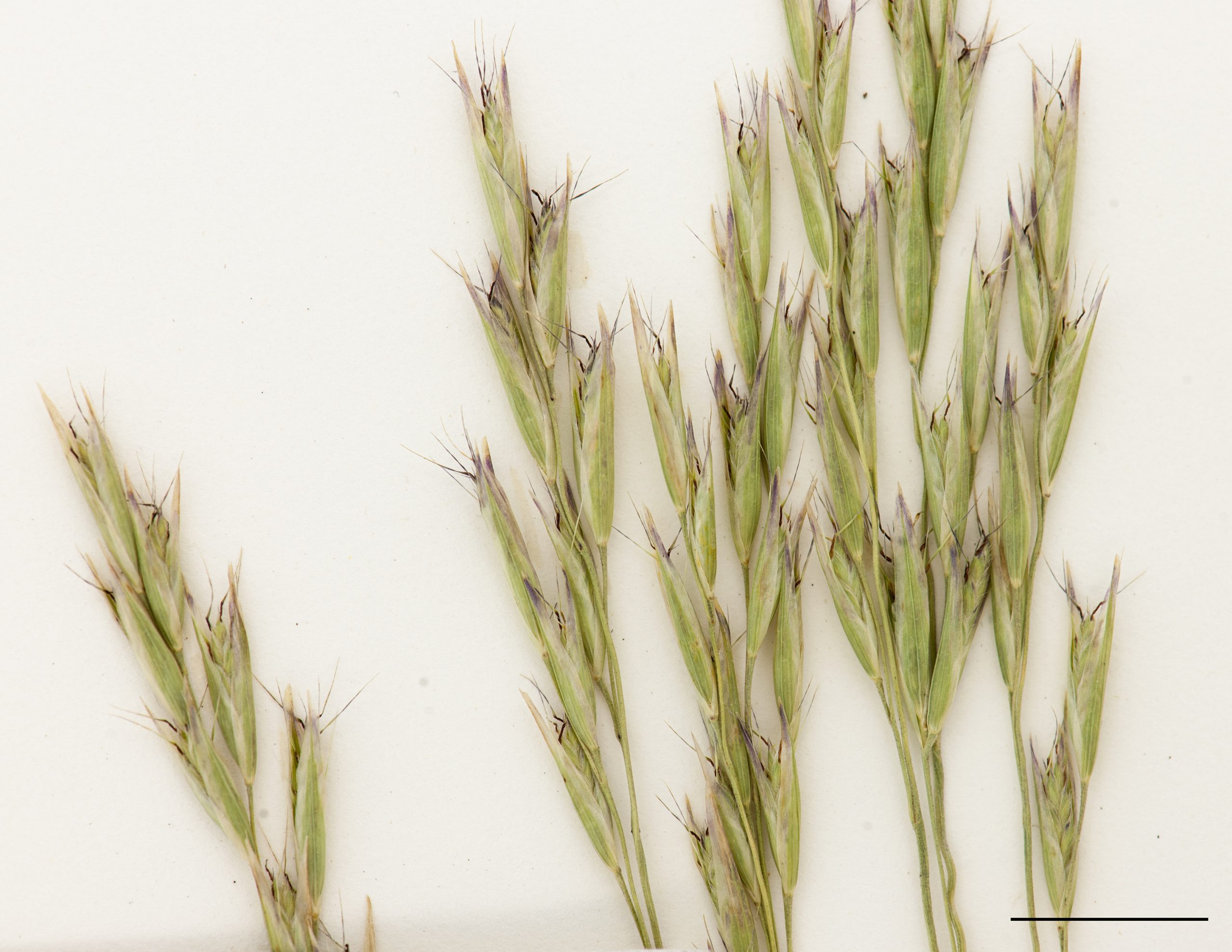 Épillets, section de panicule