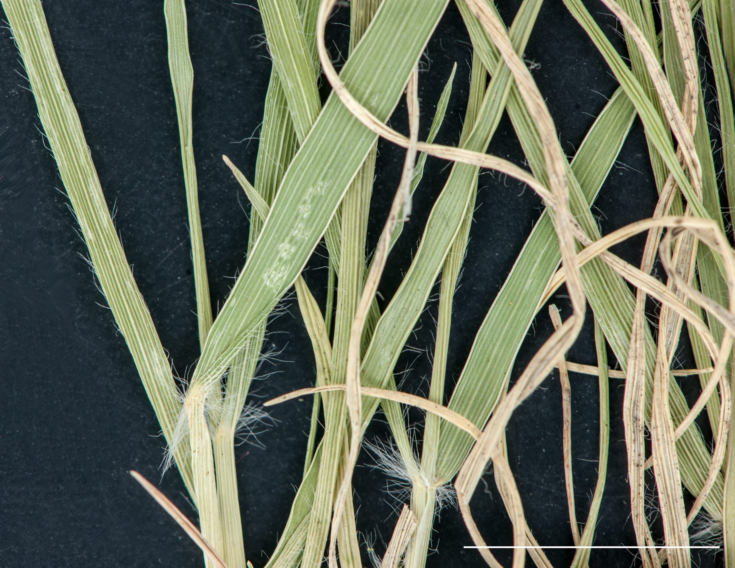 Présence de longs poils au collet et en bordure du limbe