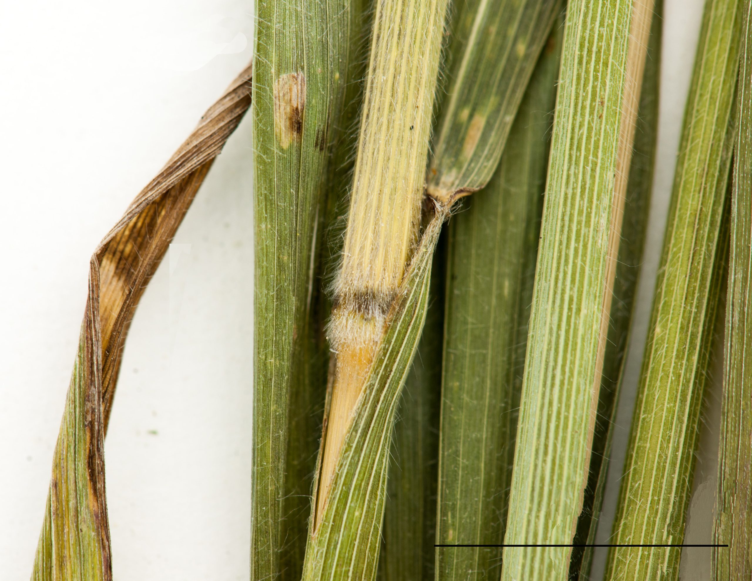 Nœud, tige et gaine