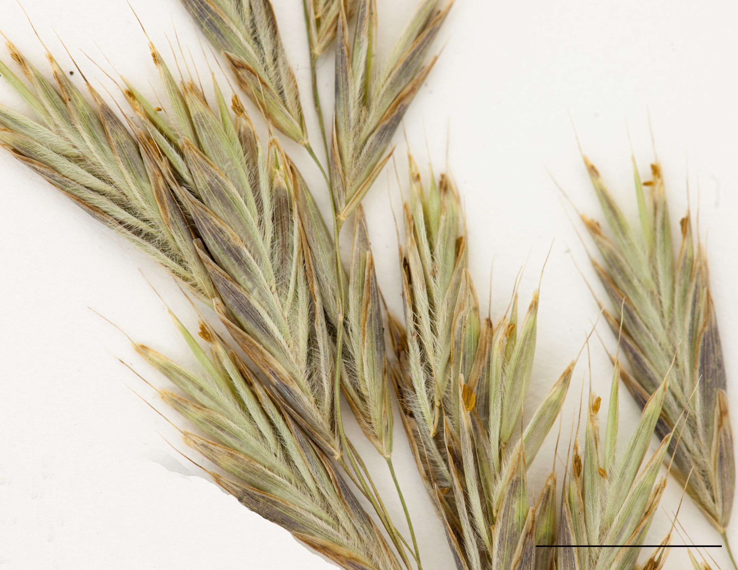 Épillets, section de panicule