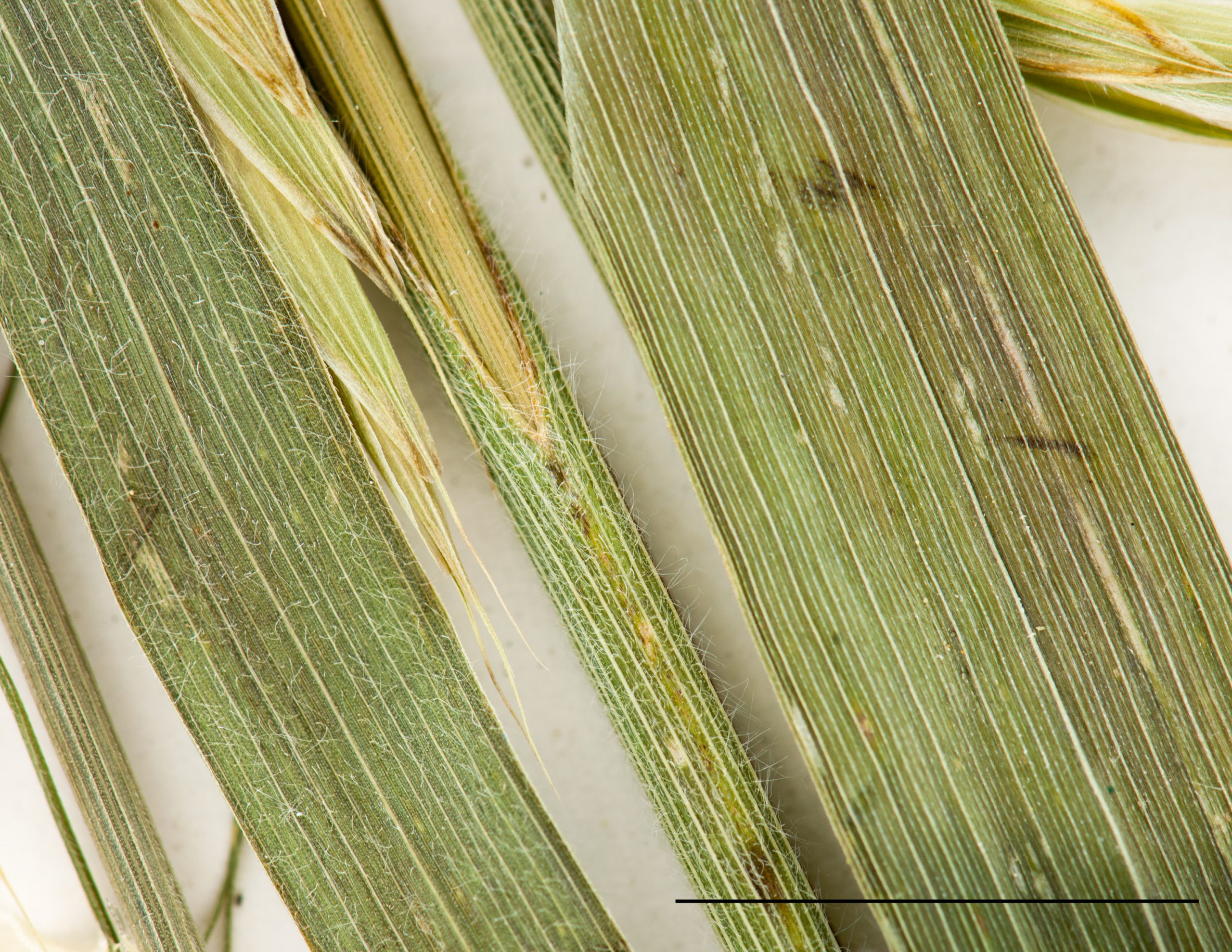 Gaine soudée et détail du limbe