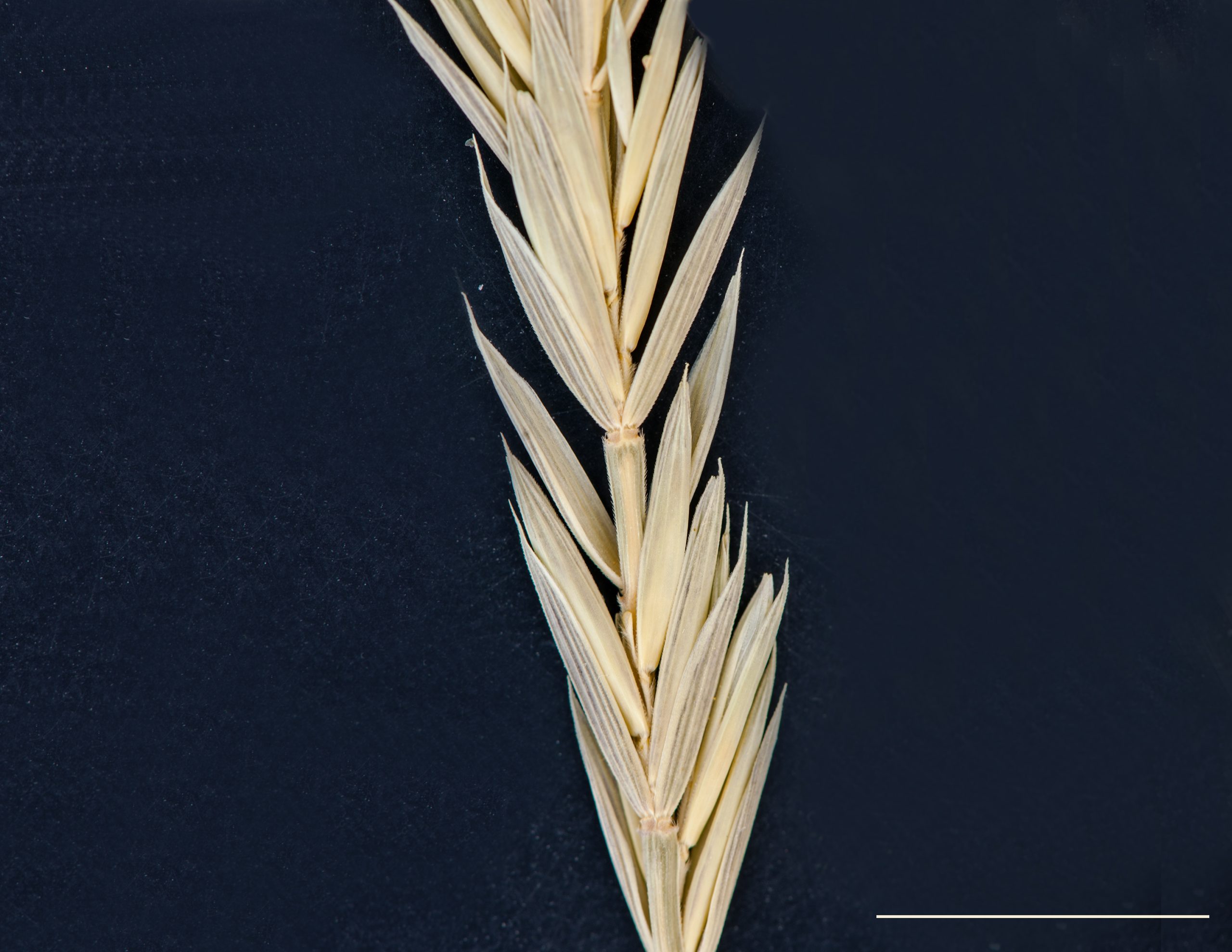 Épillets composés de 3 à 7 fleurs, disposés en alternance sur l'axe