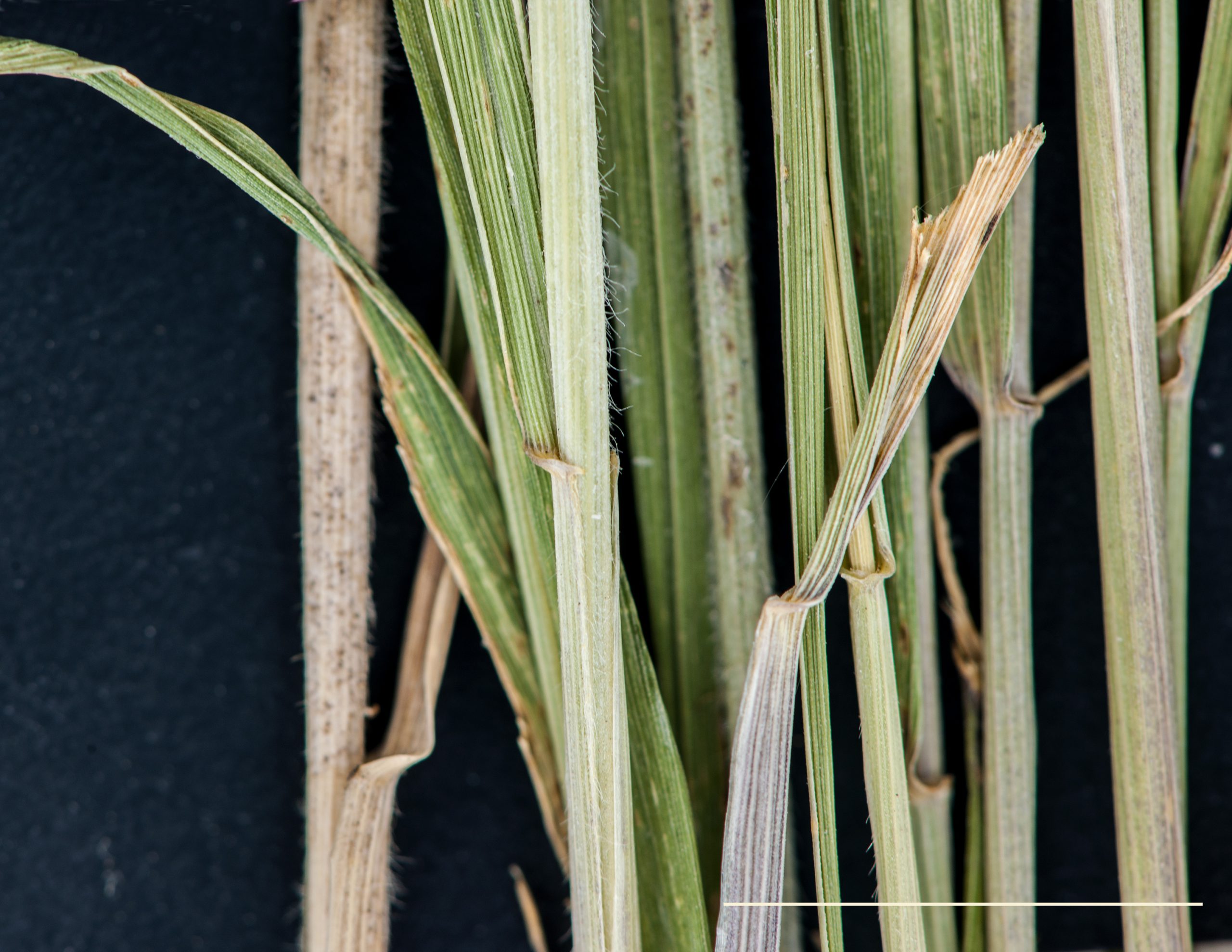 Oreillettes présentes à la base du limbe; en forme de petits crochets