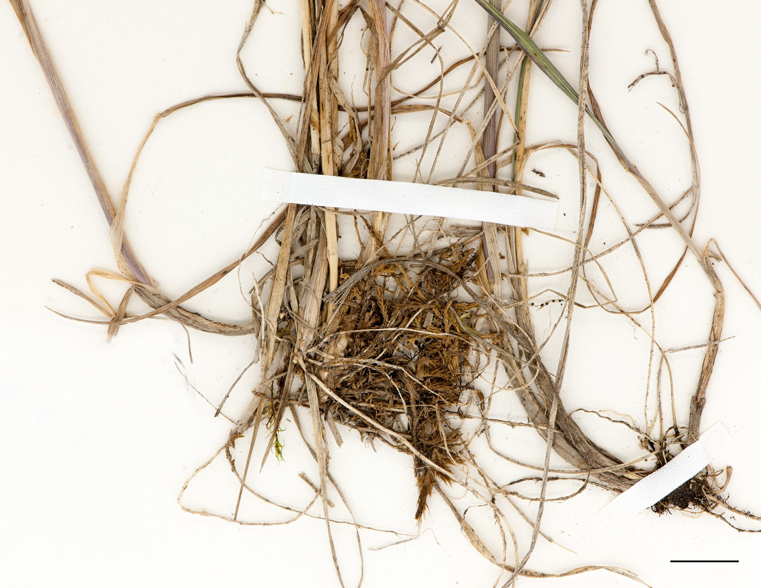 Rhizomes courts, racines fibreuses